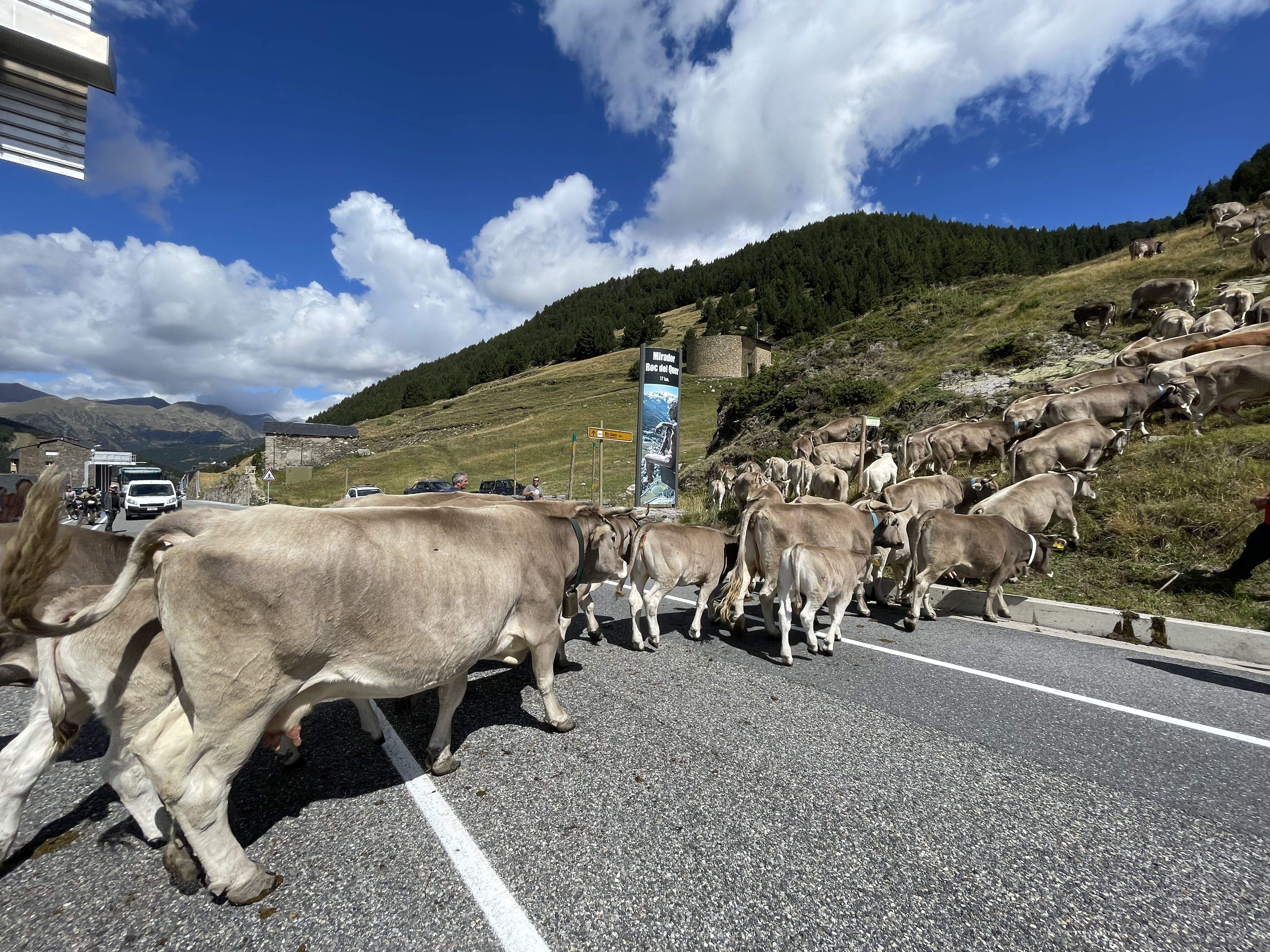 La vacada en el moment de creuar la carretera general.