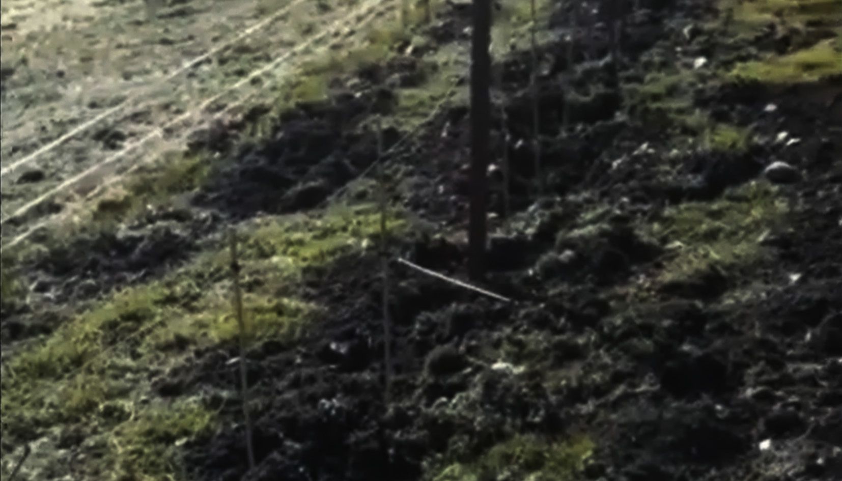 Un camp malmès per l'acció dels porcs senglars.