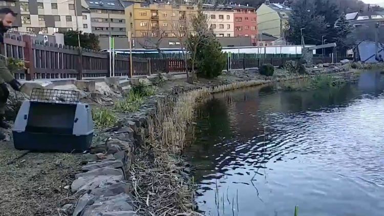 Els anecs han estat alliberats al Parc Central.