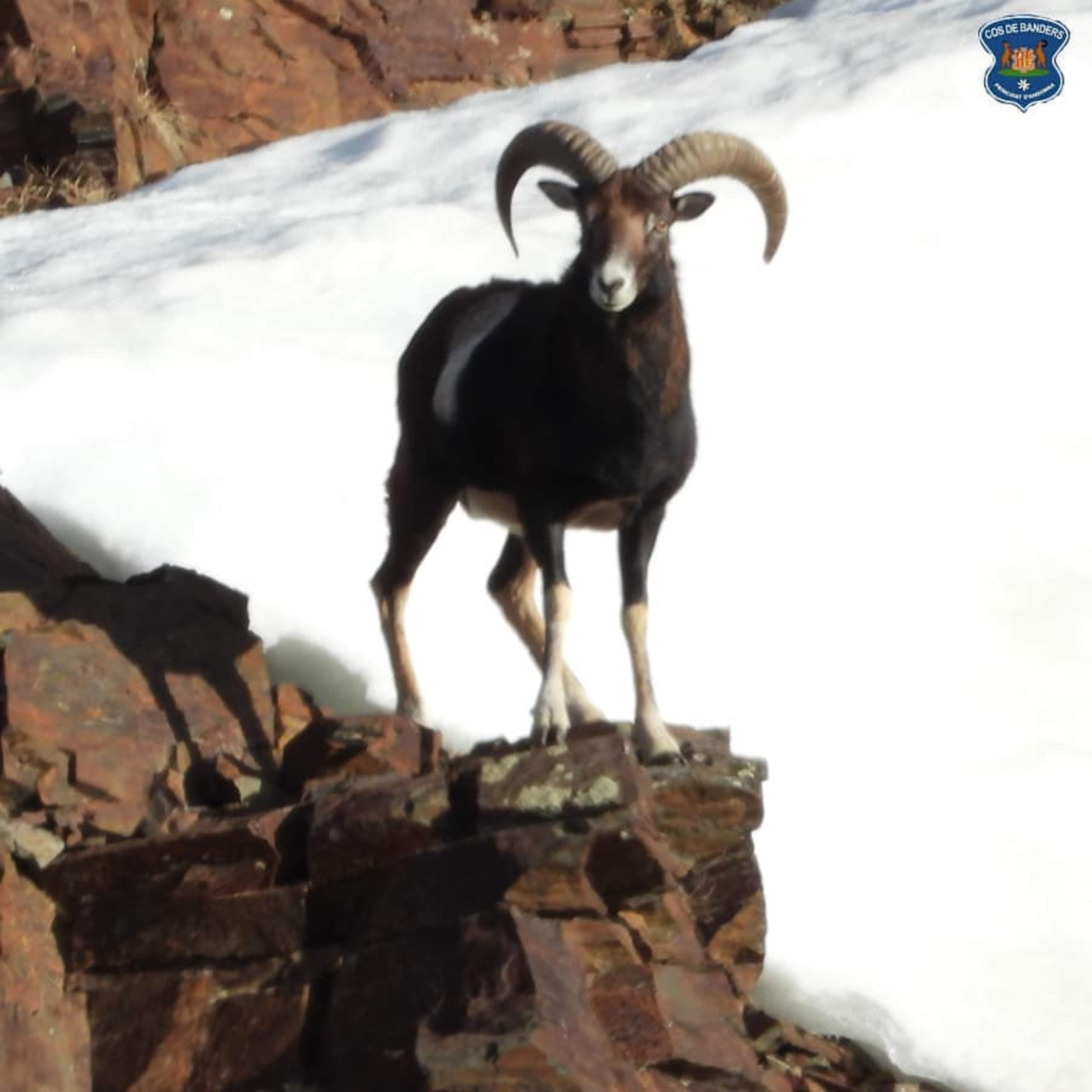 Un mufló en un indret del Principat.