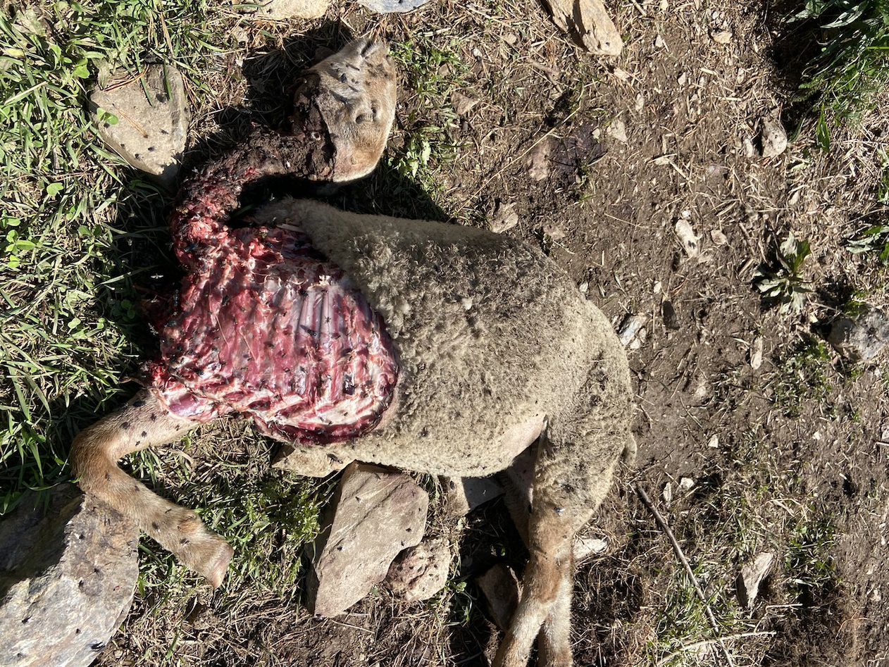 La darrera cordera degollada tenia quatre mesos.