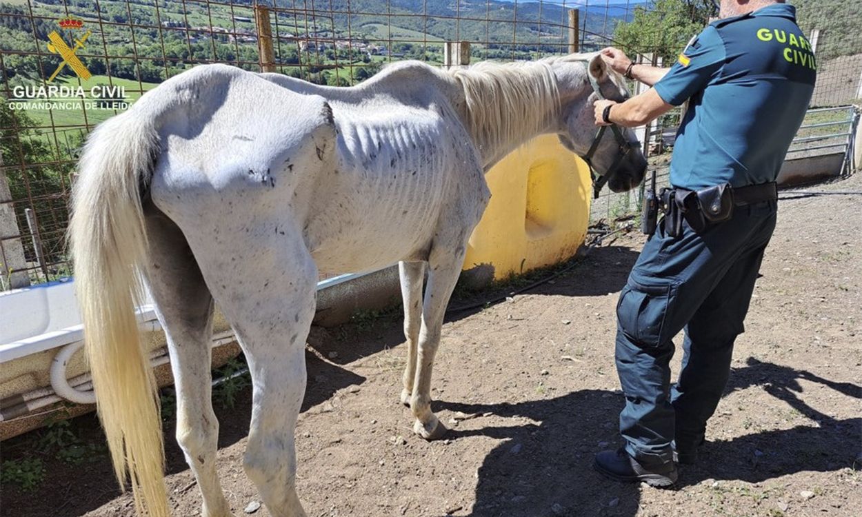 Un dels cavalls trobats a la finca d'Estamariu