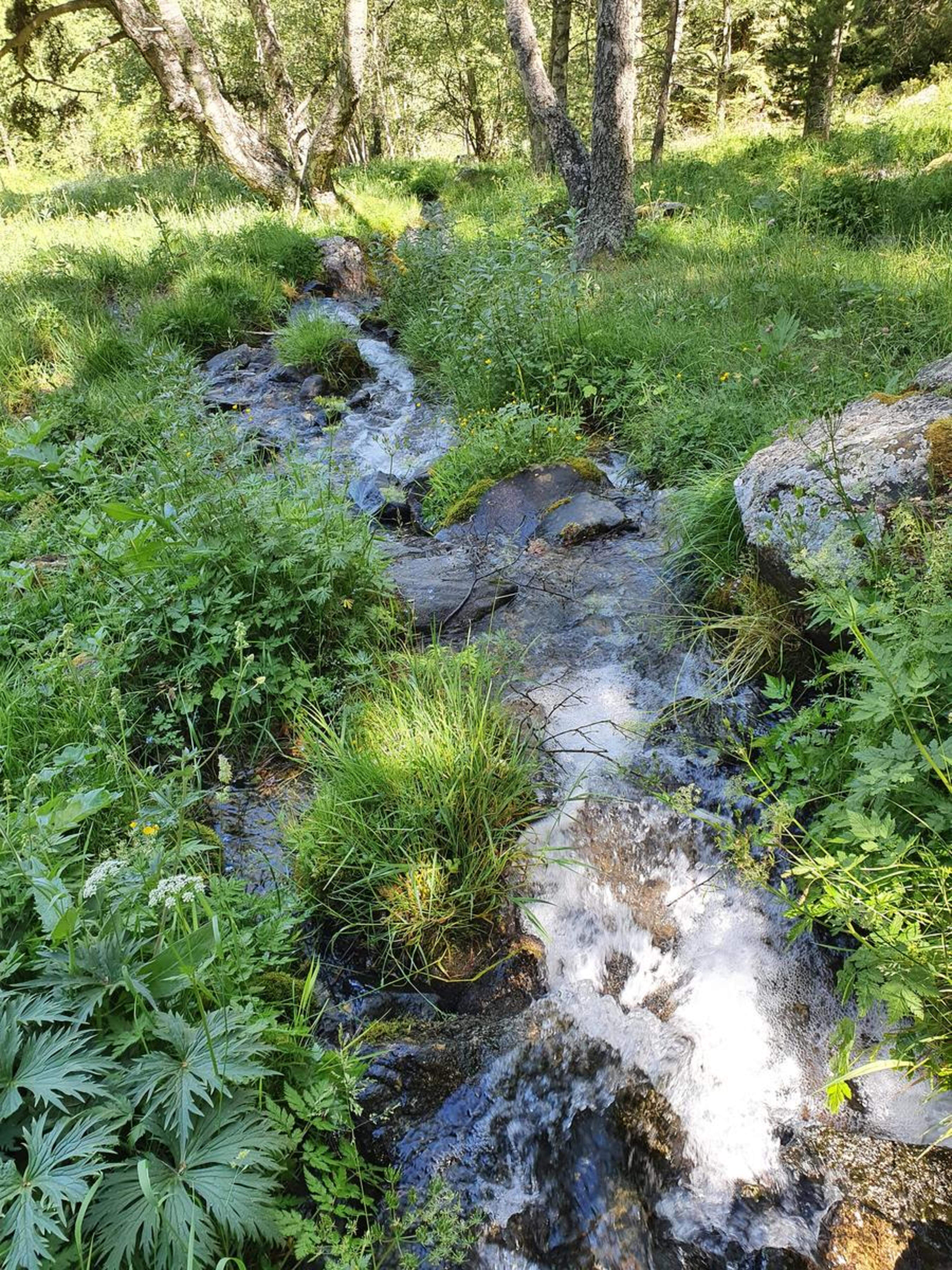 Una imatge del riu de la Comella, aquest any afectat per la sequera.