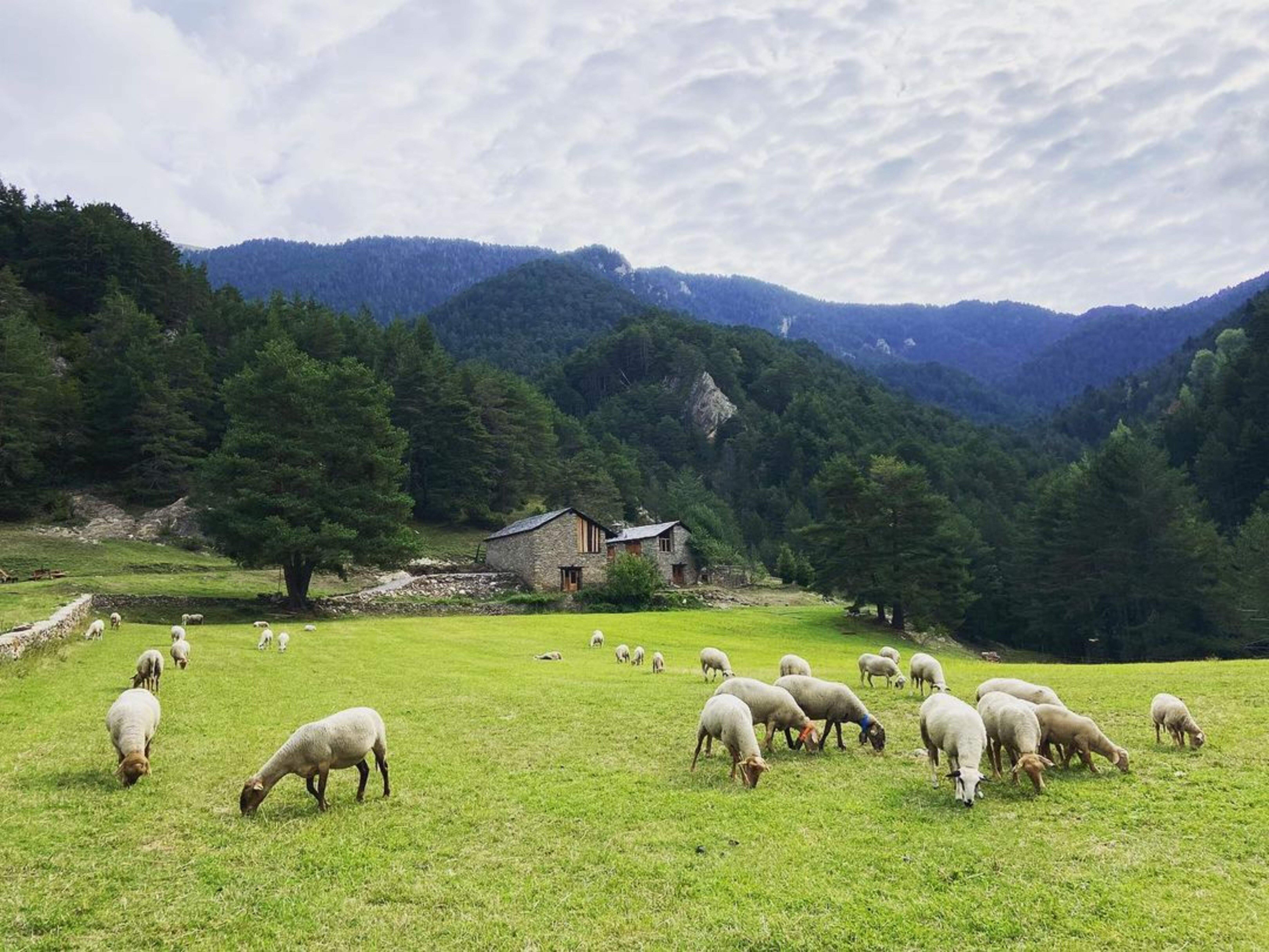 El ramat on hi havia el darrer xai mort, en una de les bordes del Coll d'Ordino.