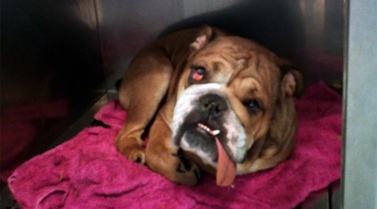 El gos 'Rocky', malaurat protagonista de la pallissa.