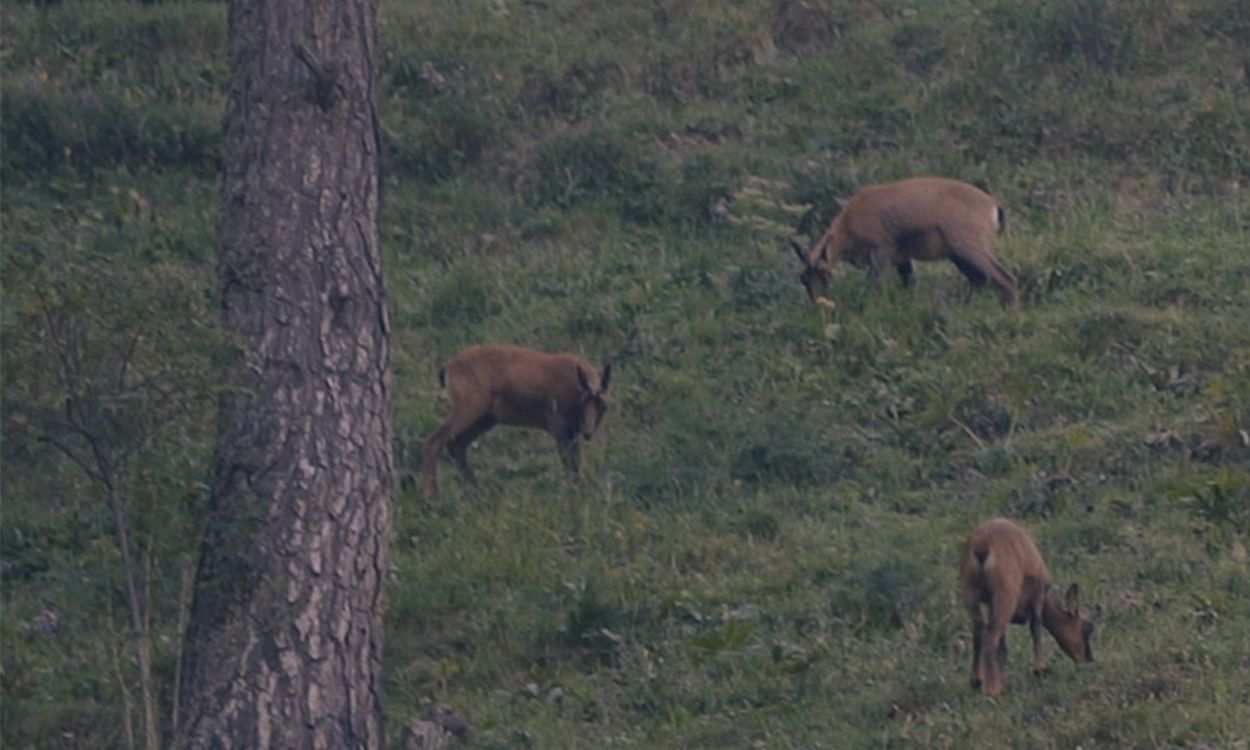 Isards a les muntanyes durant la setmana del 2021.
