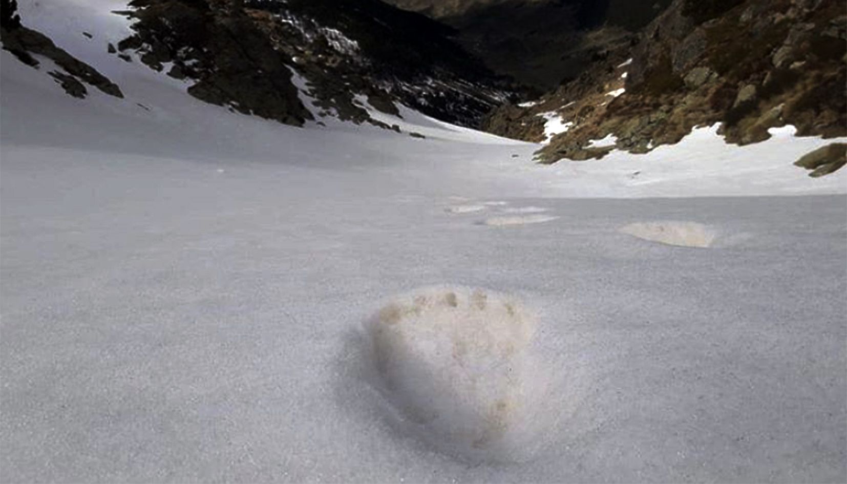 Petjades de l'ós a la neu de Canillo, l'abril de l'any passat.