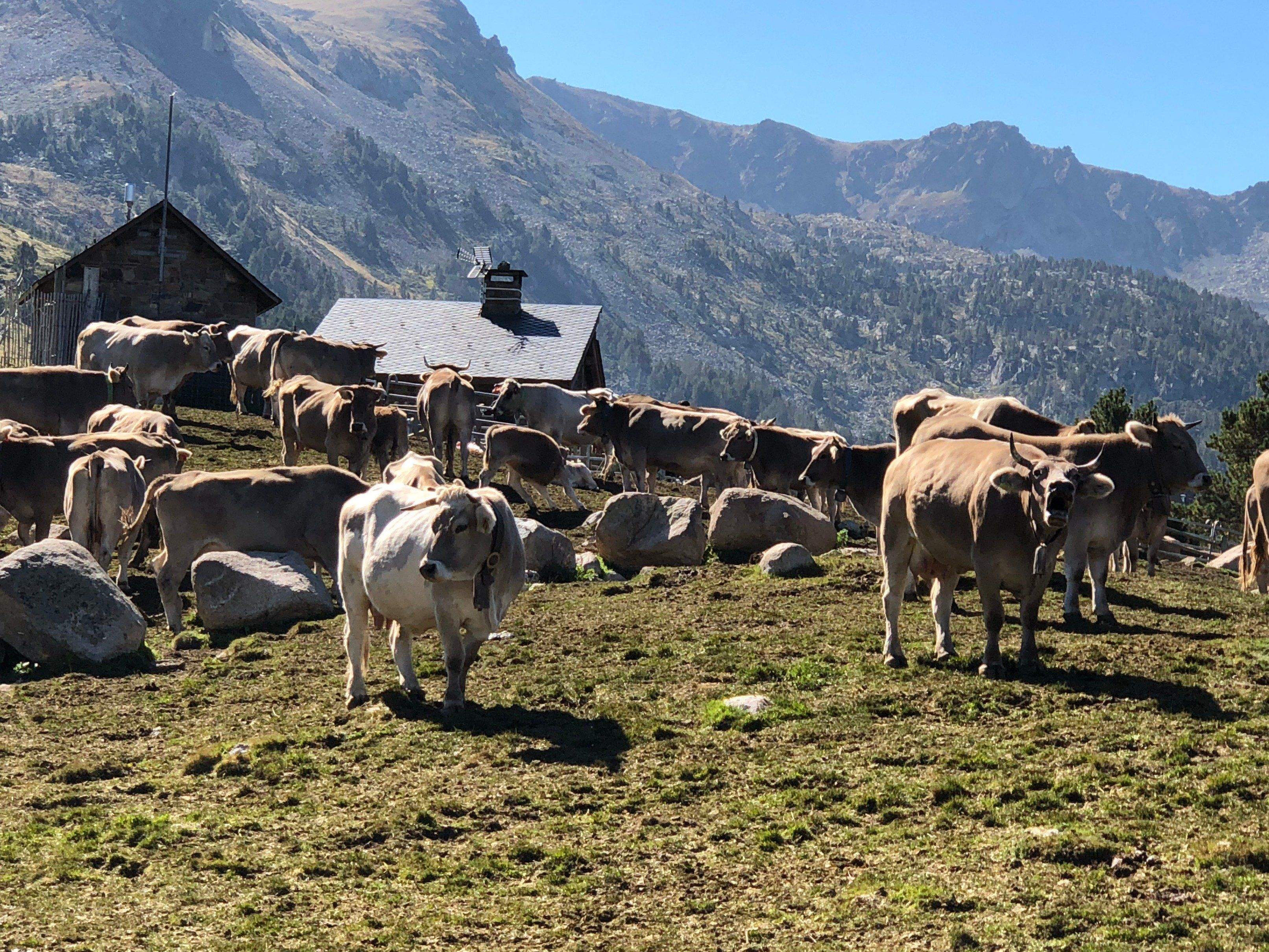 Vacunació de 250 caps de bestiar a Encamp - Altaveu el diari digital d ...