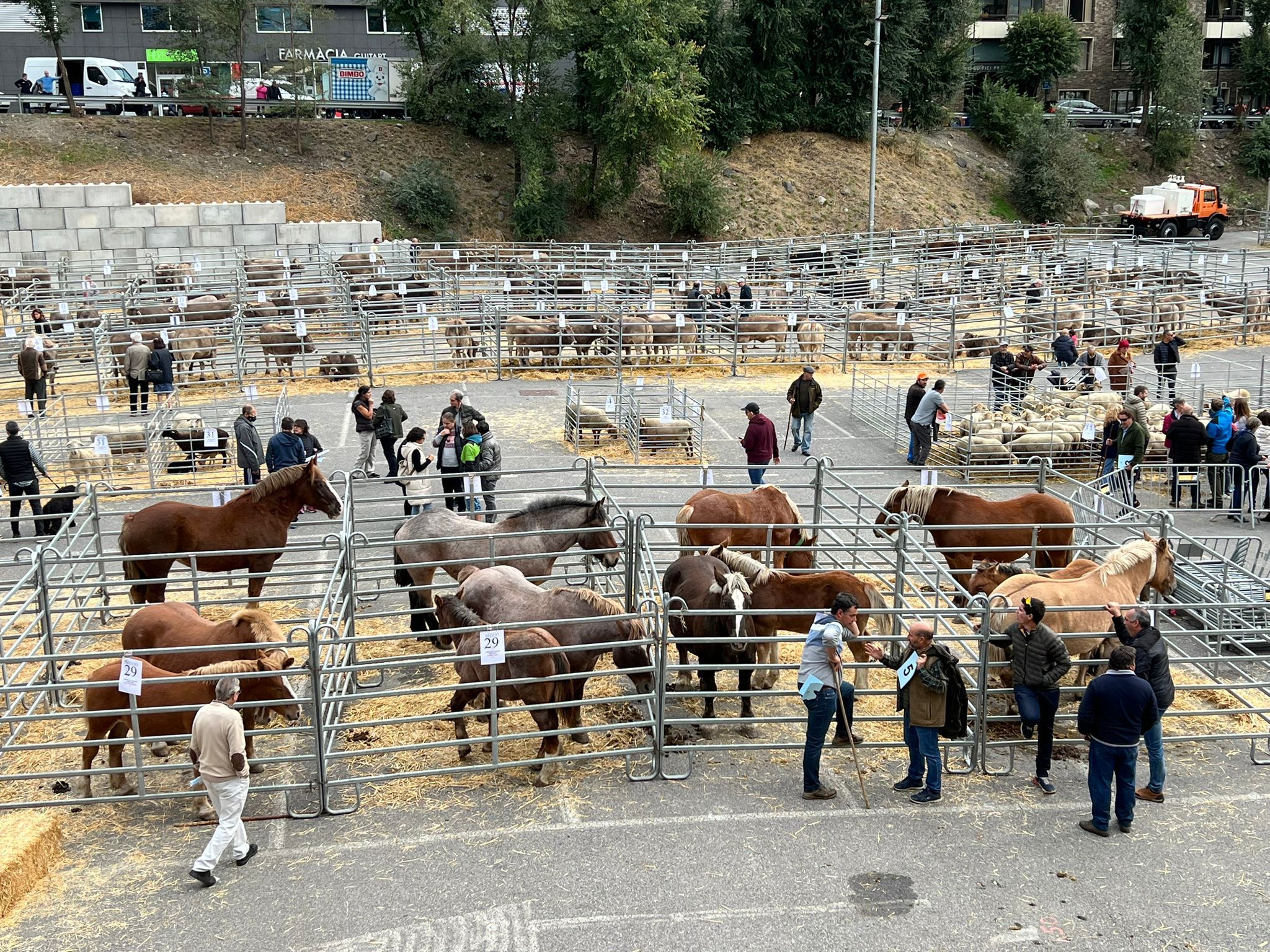 Animals a la fira del bestiar d'Andorra la Vella.