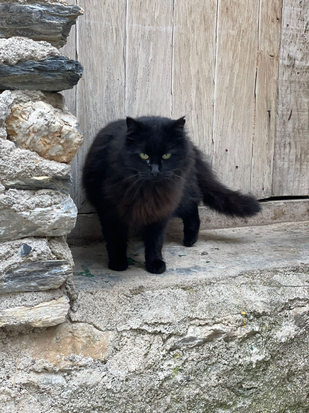 Un dels gats que es troba a les colònies de la Massana.