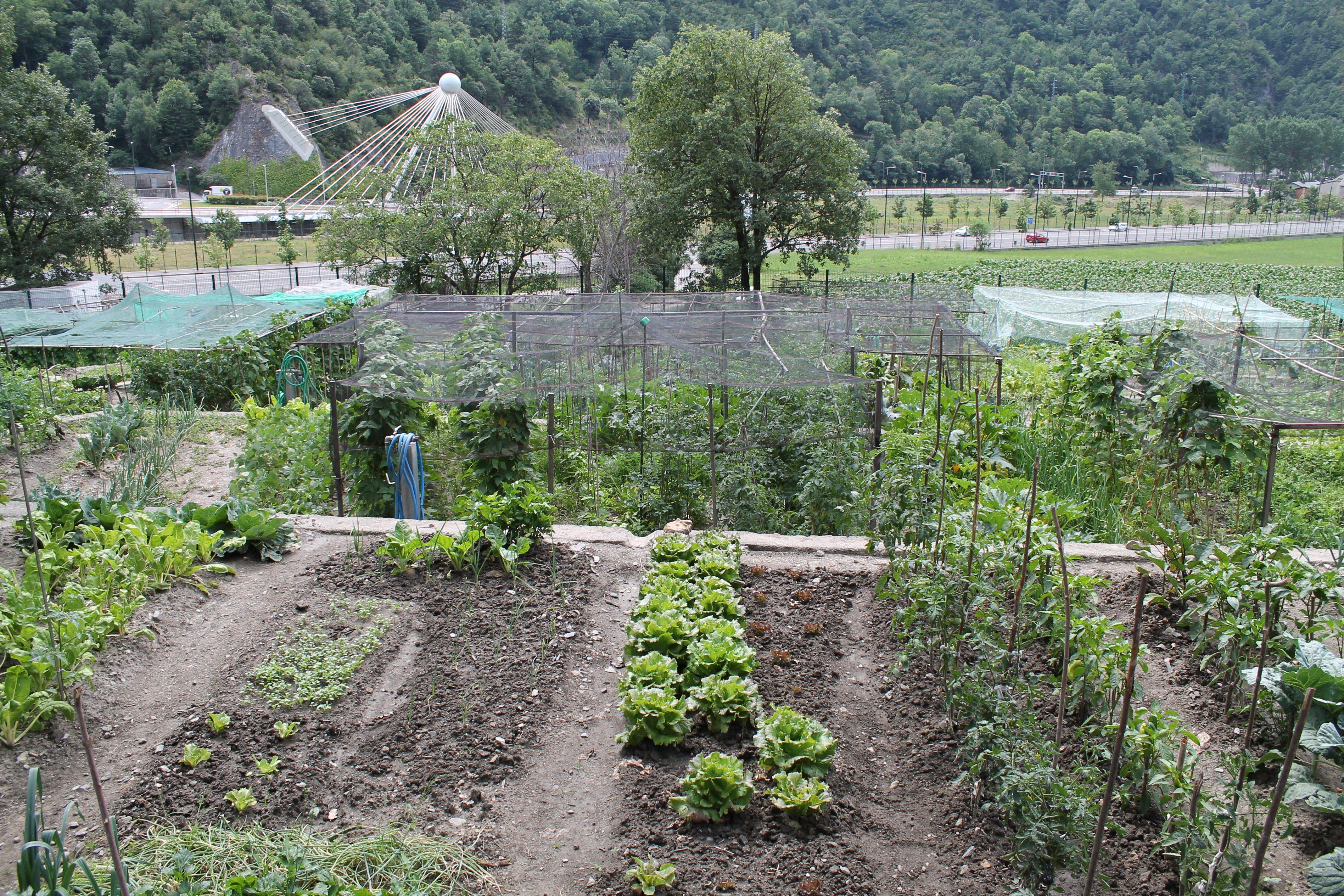 Una imatge d'arxiu dels horts.