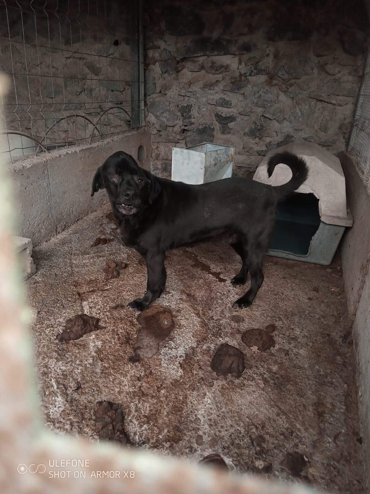 Un dels gossos a l'espai.