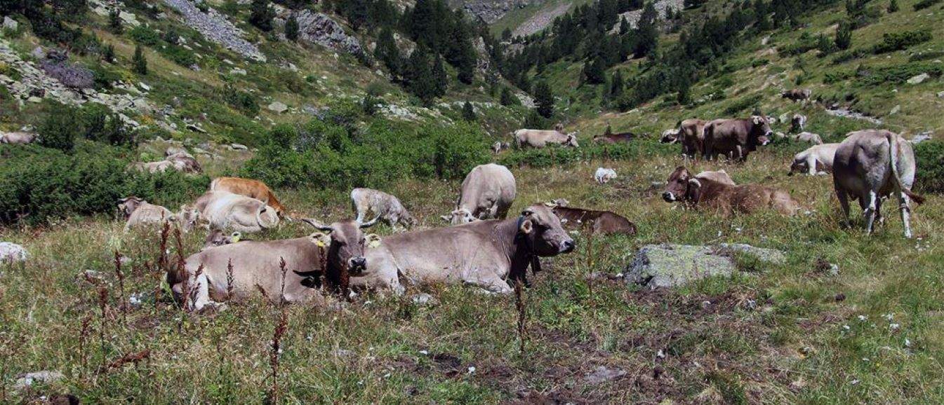 CAPS DE BESTIAR BOVÍ A LA RABASSA DE LA VALL DE RIALB, A LA PARRÒQUIA D'ORDINO.