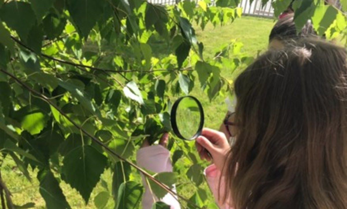 Una de les observacions fetes a l'estudi.