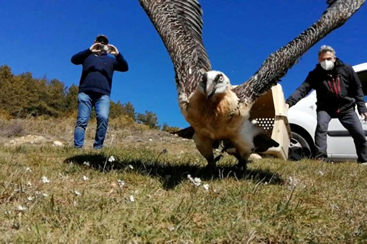 Treballadors d'un centre de recuperació de fauna alliberant un trencalós.