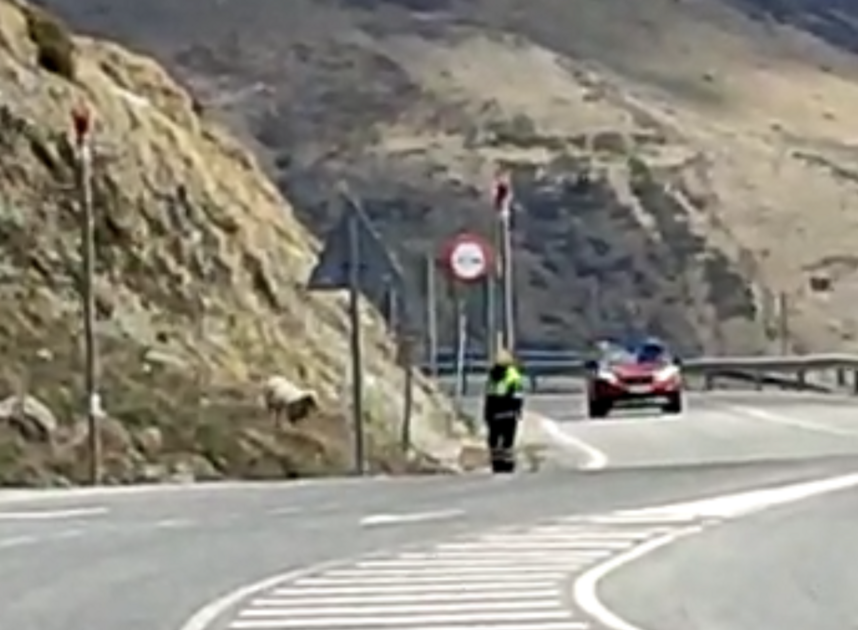 L'agent de circulació mira d'evitar que l'ovella salti a l'asfalt.