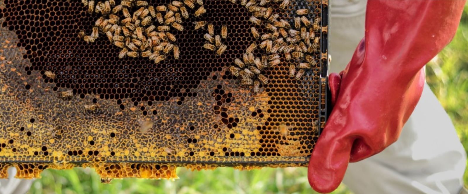 Al país hi ha uns 40 apicultors. Al país hi ha uns 40 apicultors.