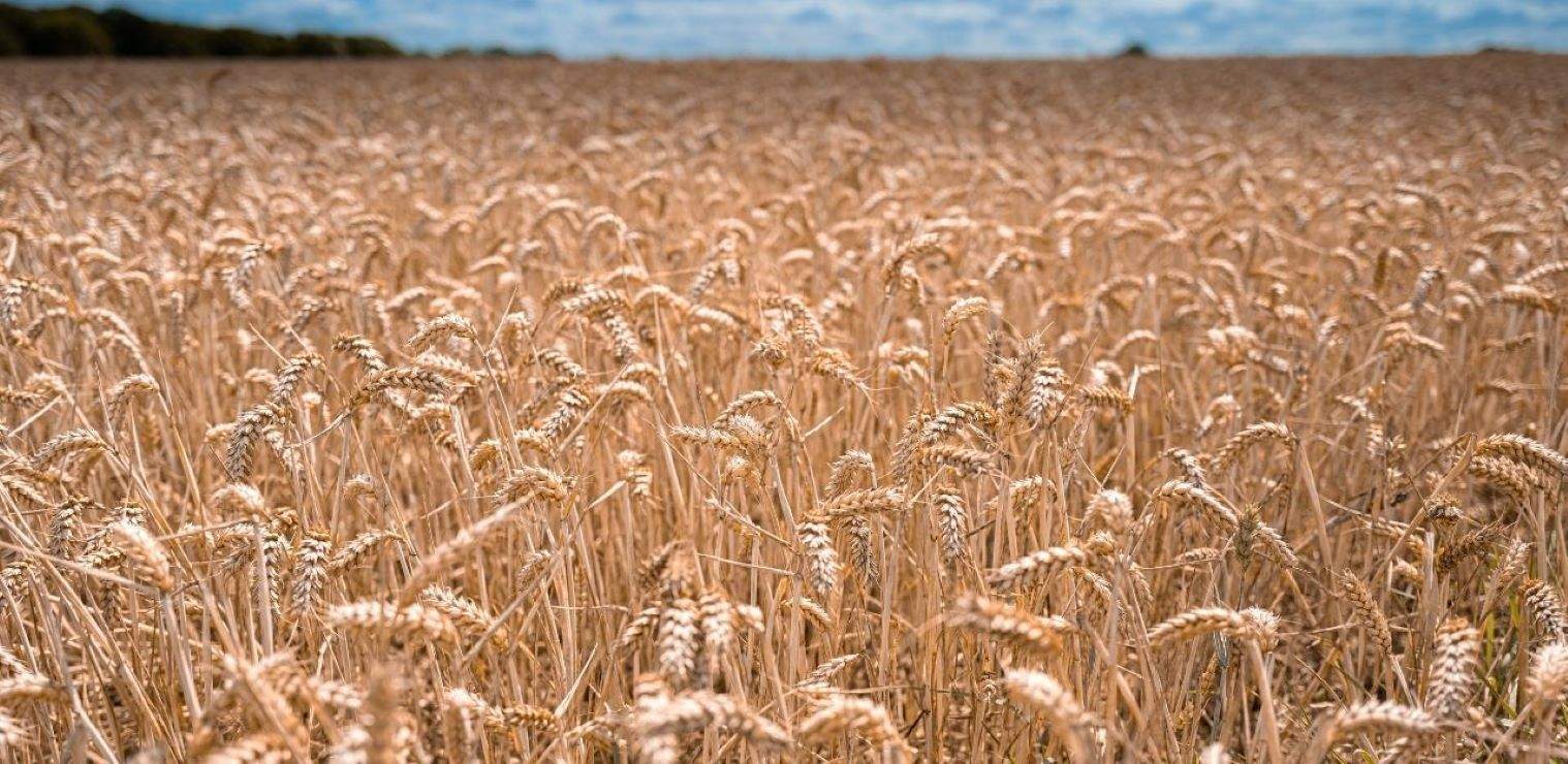 Un camp de blat
