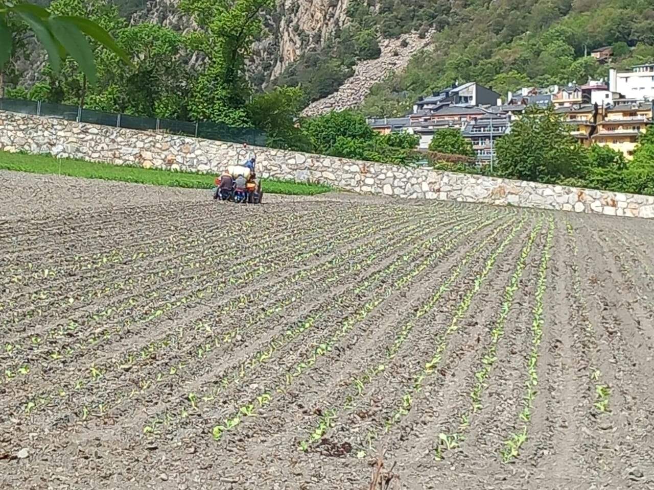 Plantant en un camp d'Andorra la Vella aquest matí.