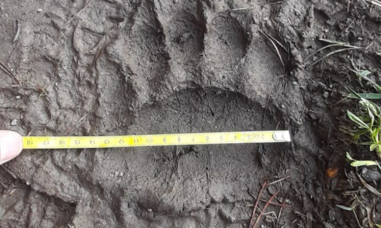 La petjada de l'os a Andorra. La petjada de l'os a Andorra.