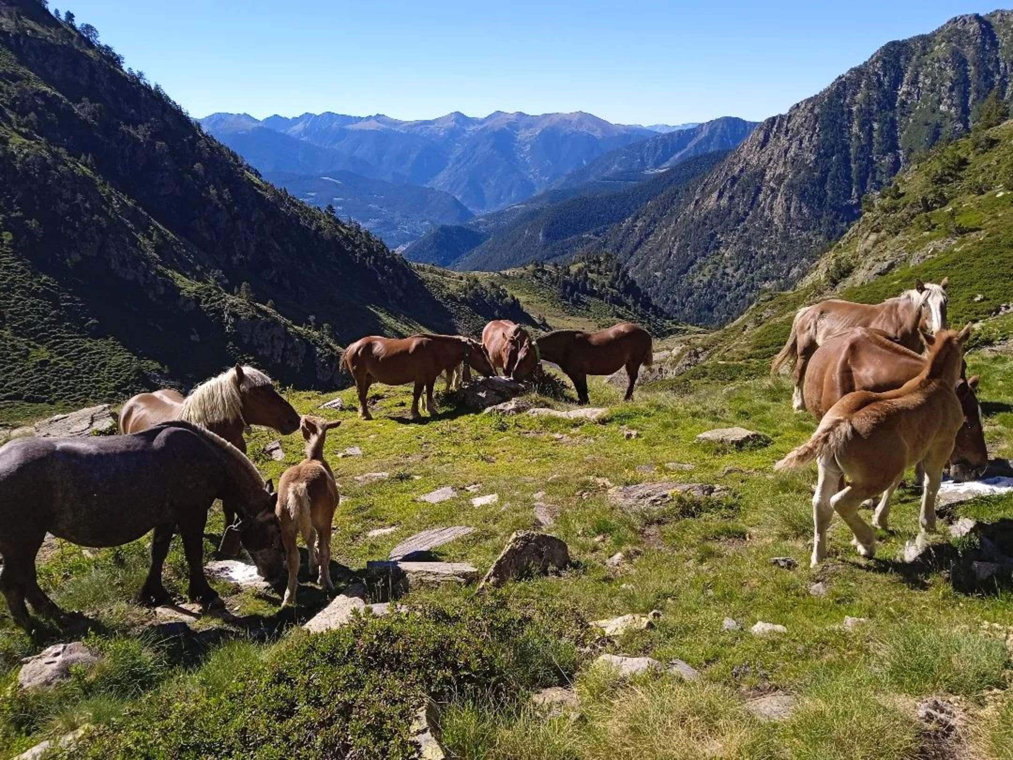 292755997 1007486769954660 16163