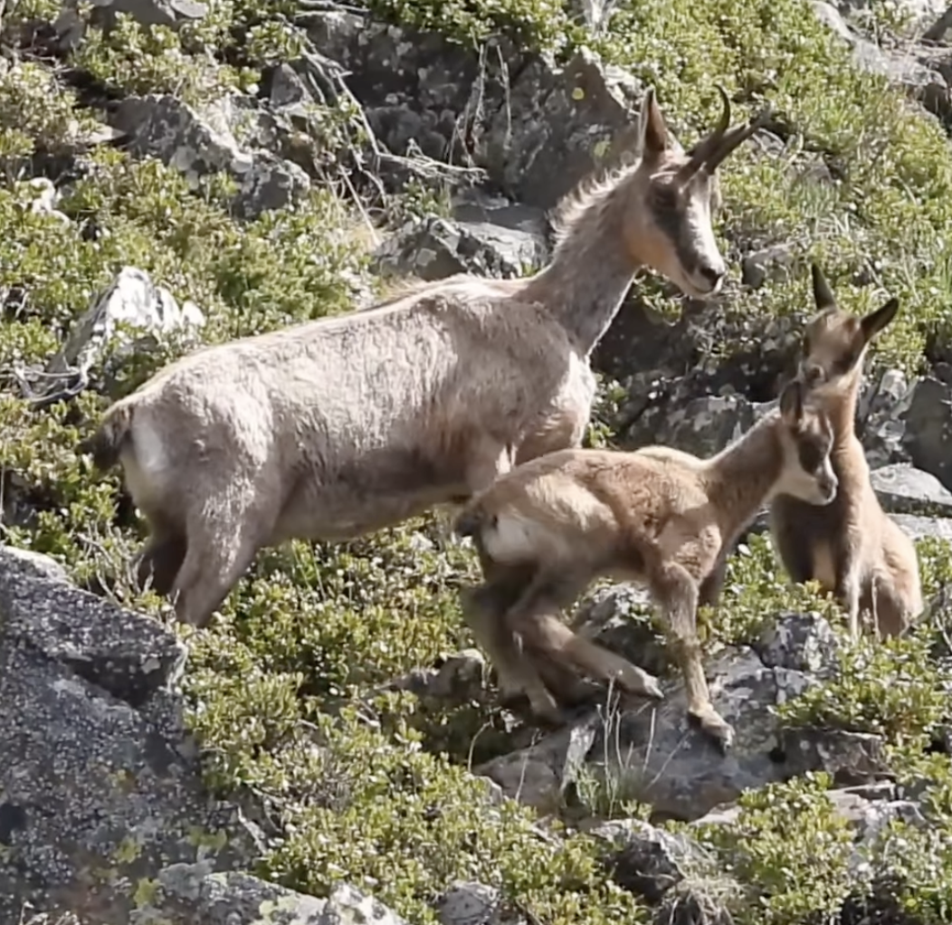 Un exemplar adult i dos cabrits vistos aquests dies pels banders.