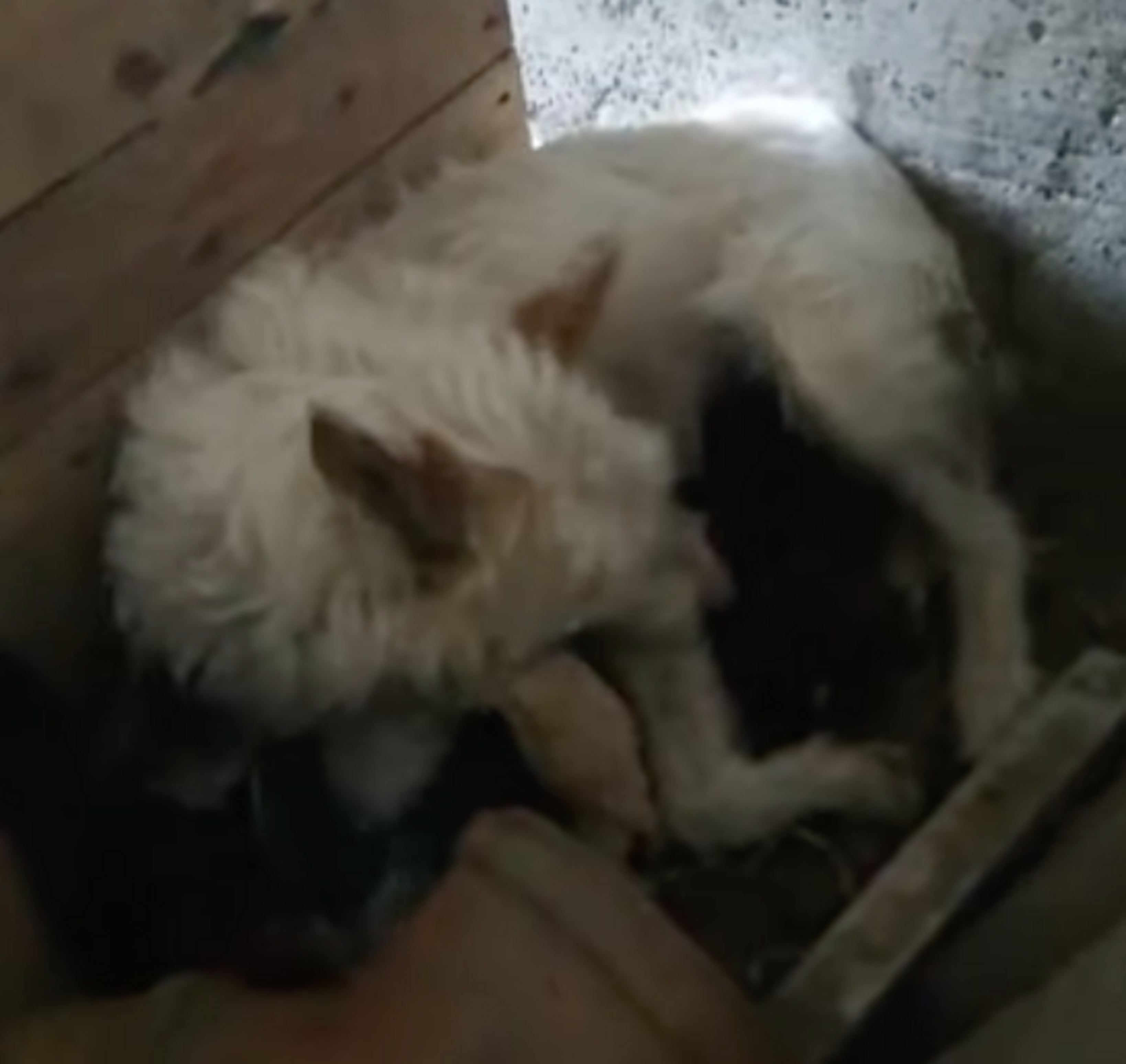 La gossa alletant els cadells. La gossa alletant els cadells.