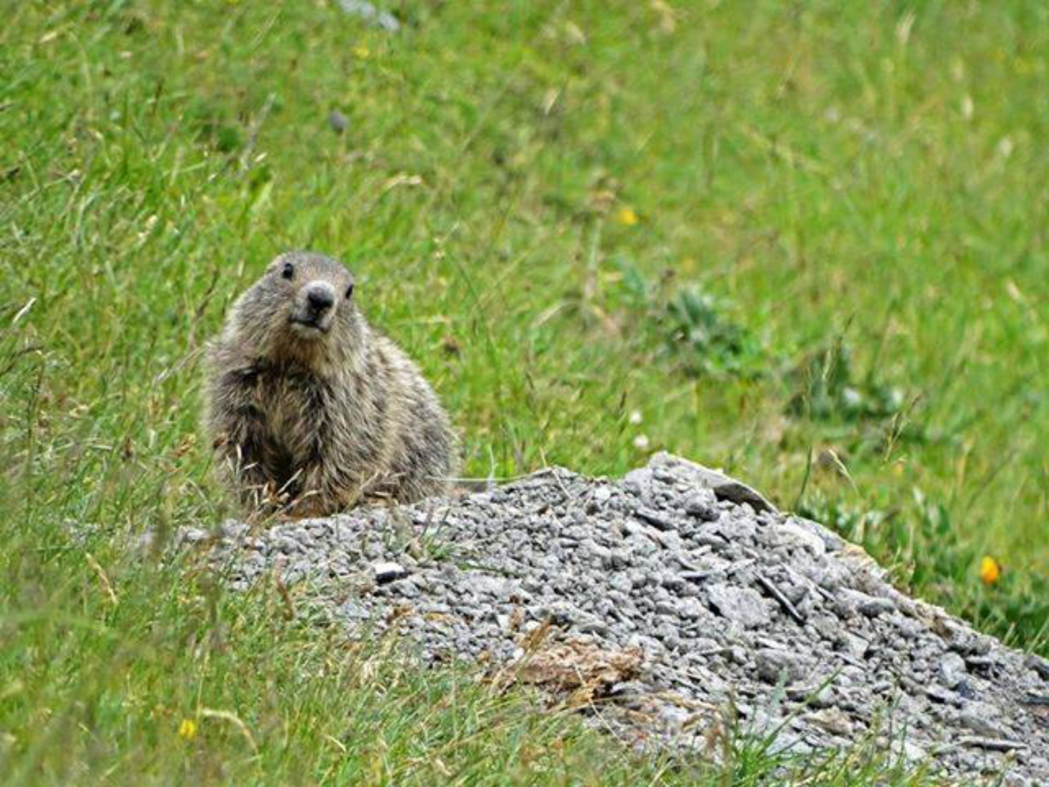 El Centre de Recuperació de Fauna es gtrasllada a Racons