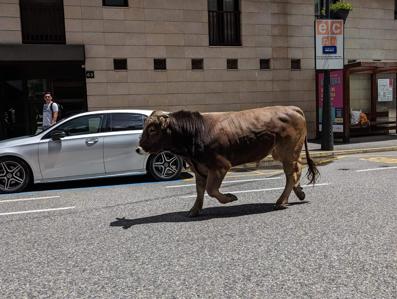 El toro passejant pel centre de la Massana.