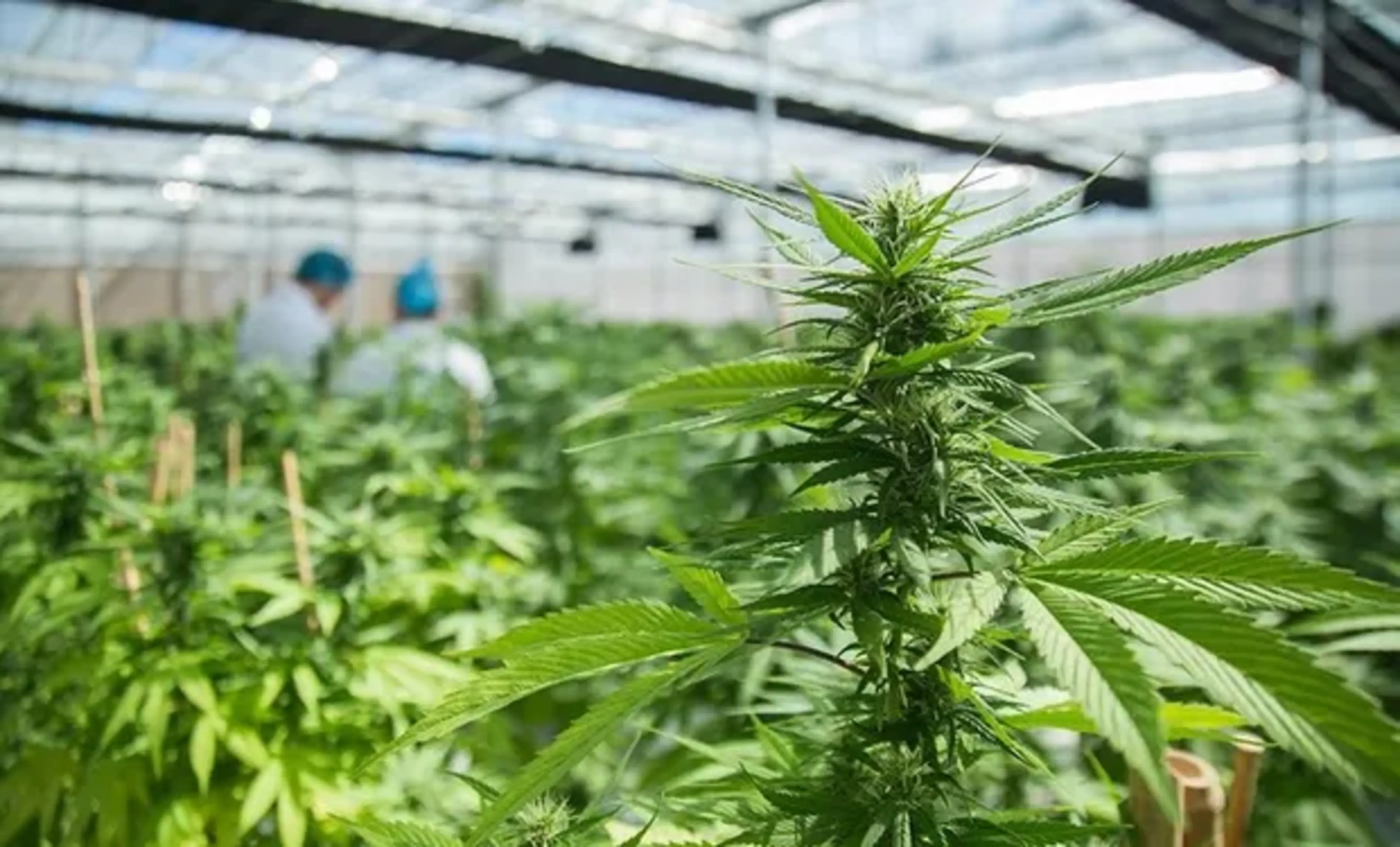 Una explotació de cànem.