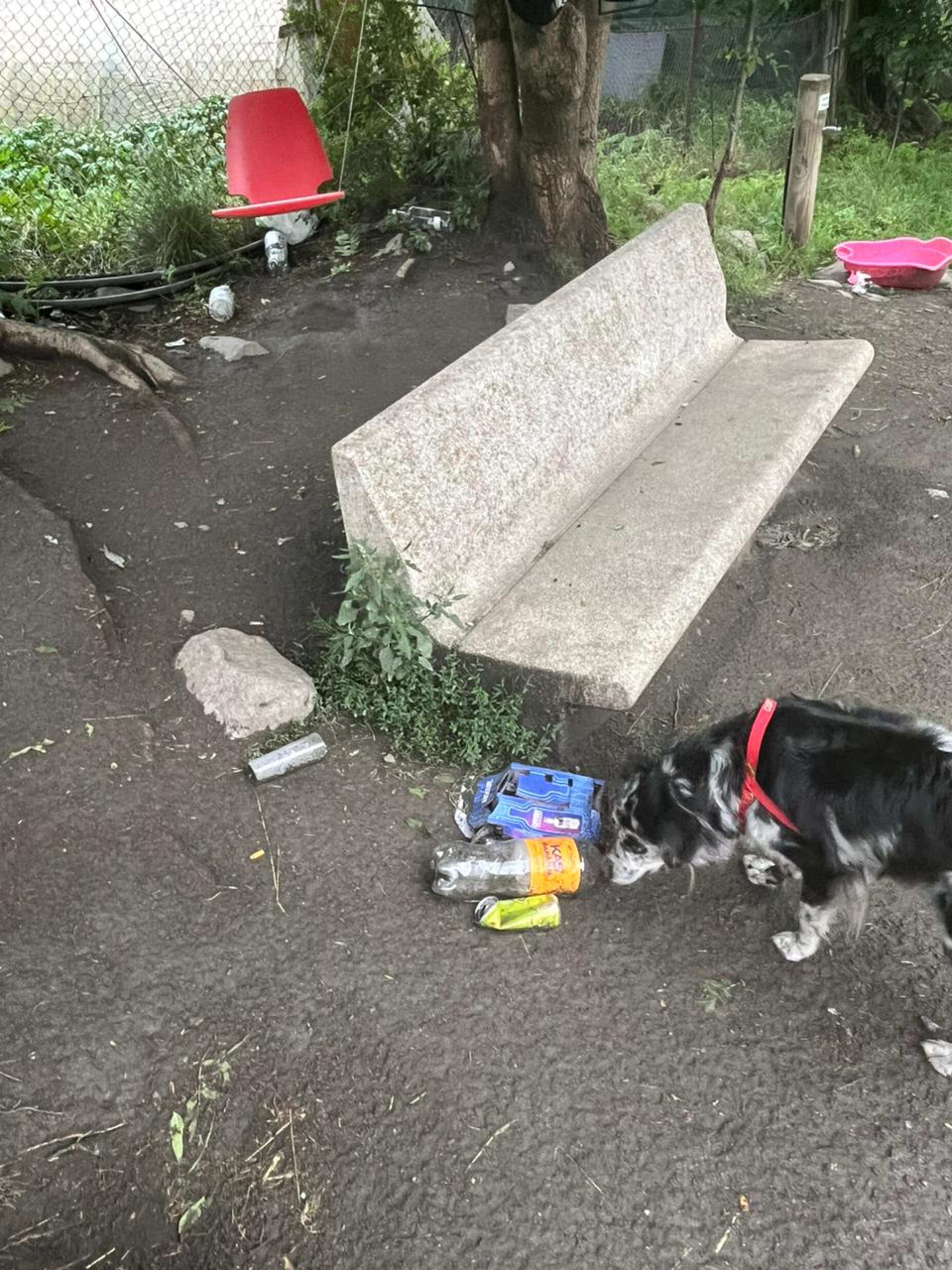 Un gos ensumant alguns dels envasos abandonats.