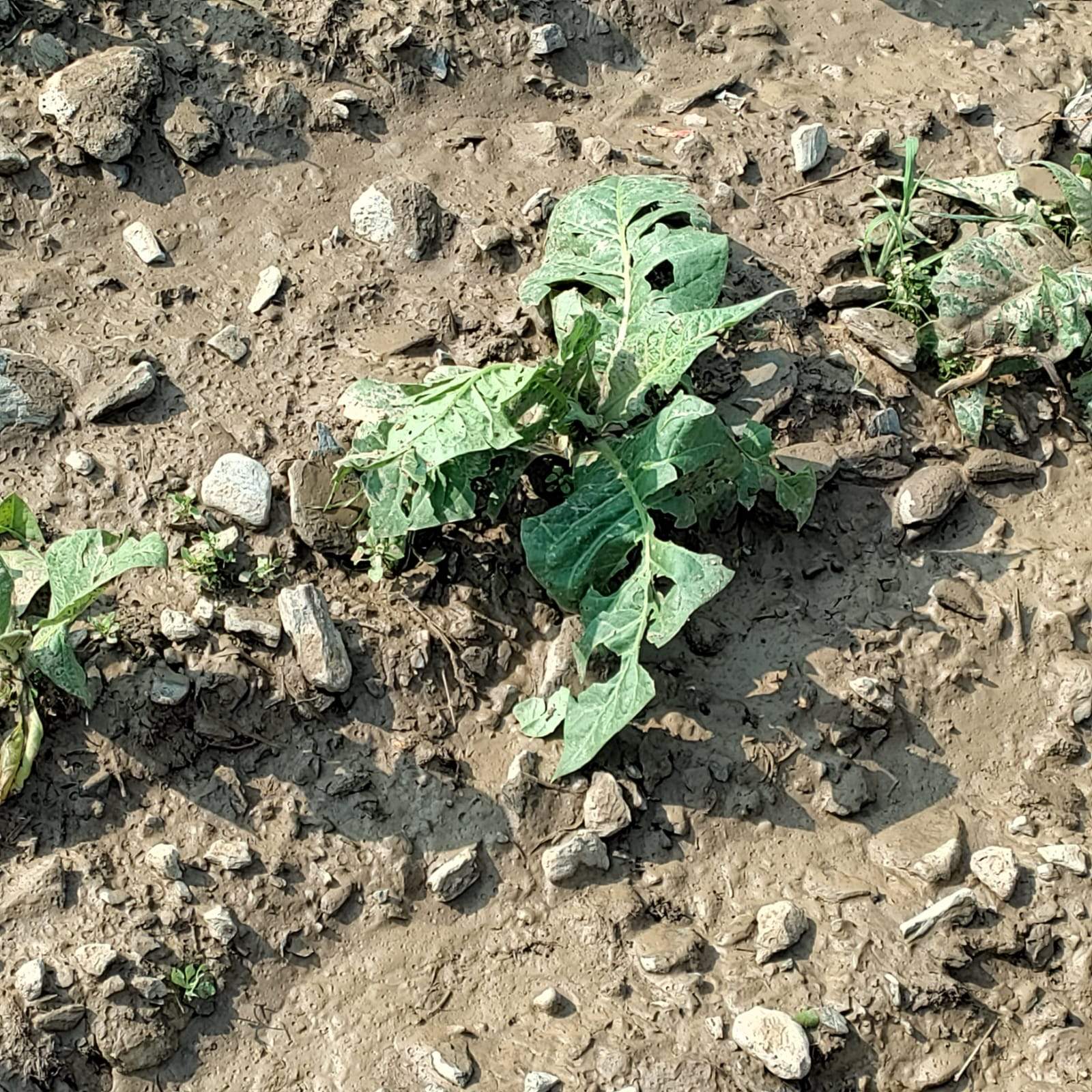 Plantes de tabac en un camp de Sant Julià de Lòria aquest dimecres.