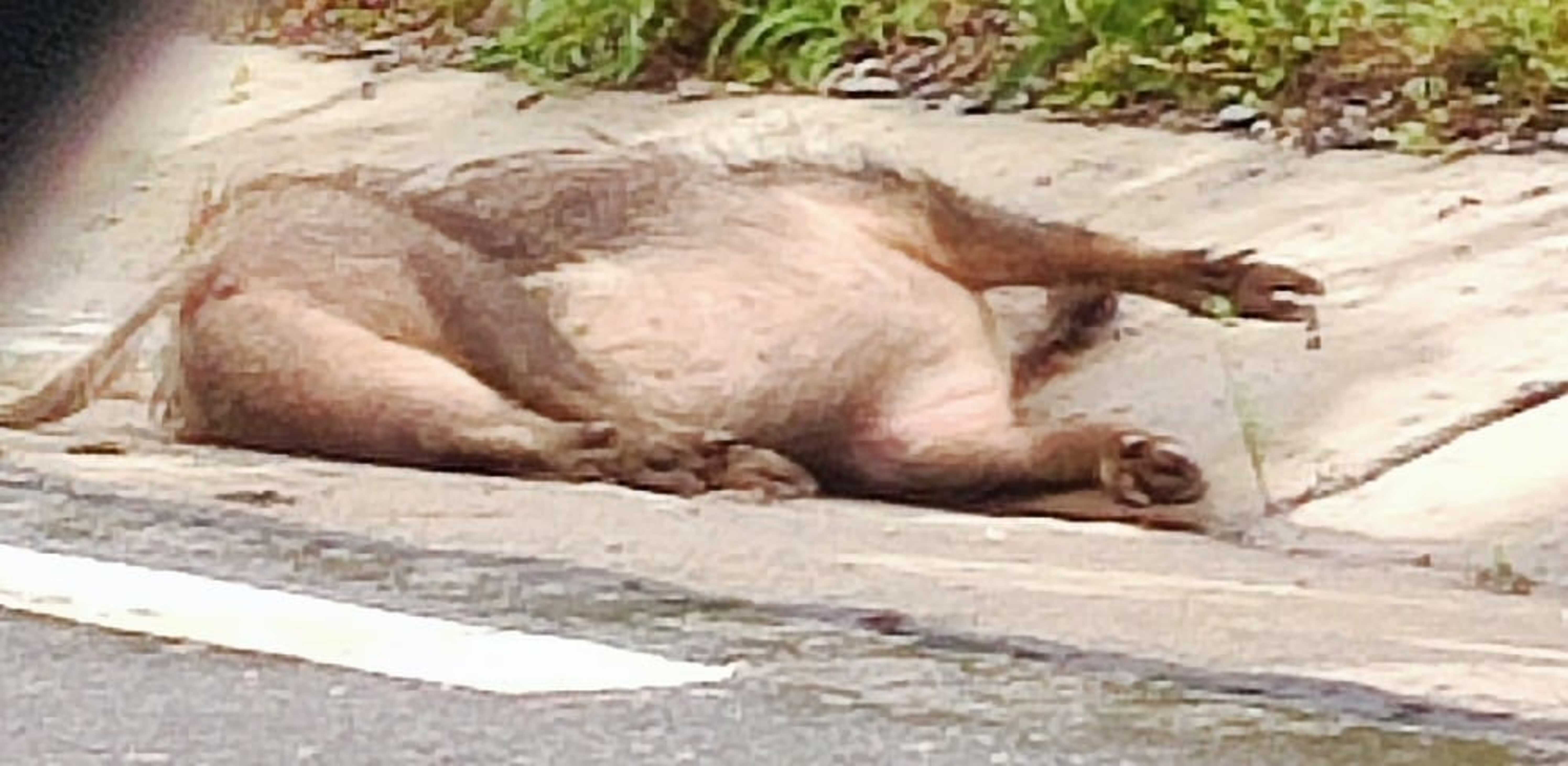Un senglar causant d'un accident en un voral de la carretera N-145.