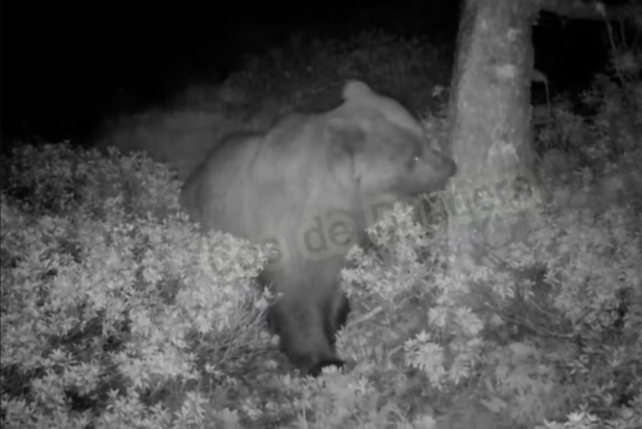 L'os en les imatges captades pel dispositiu dels banders.