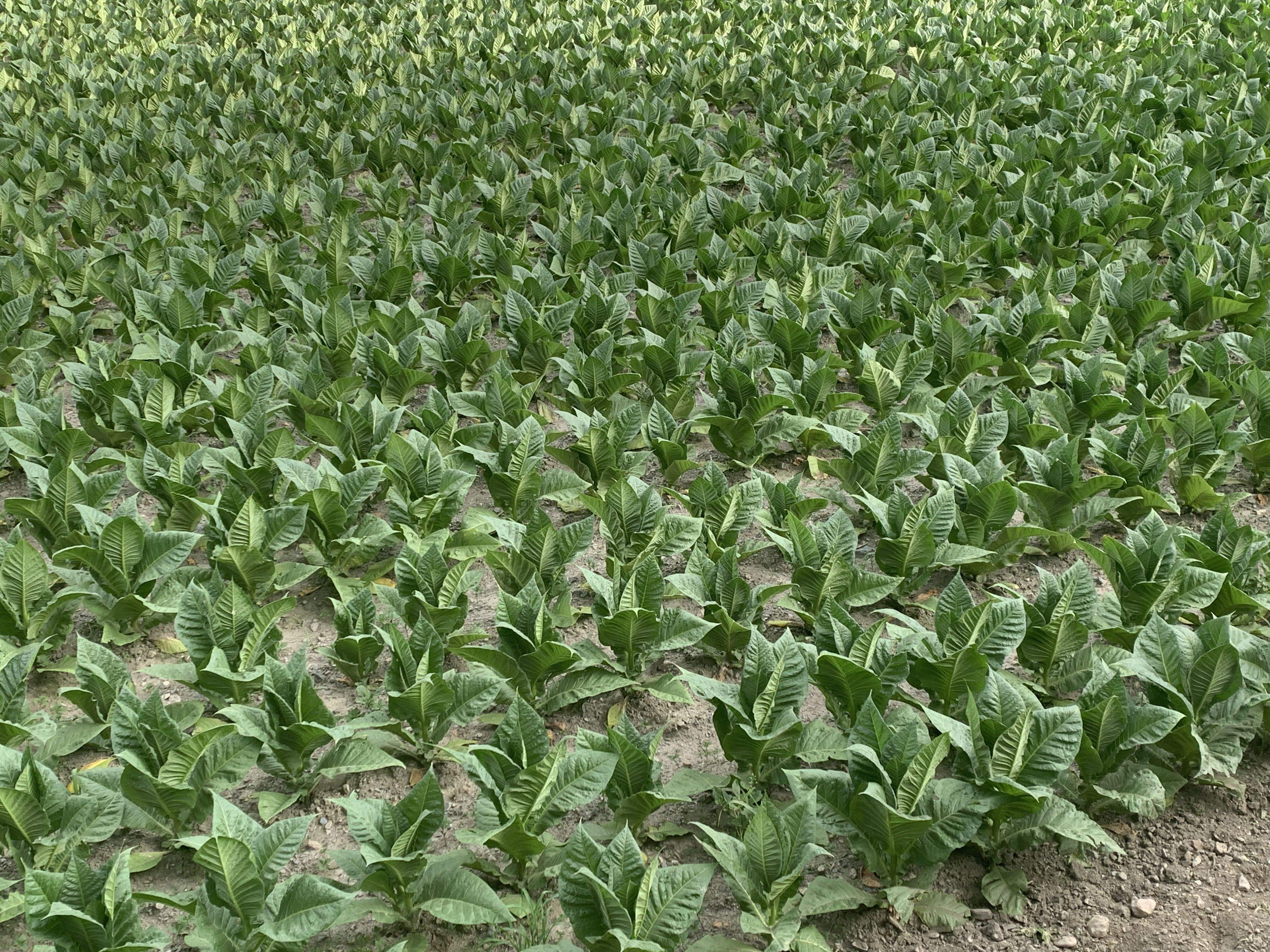 Un camp de tabac aquesta setmana a Andorra la Vella.