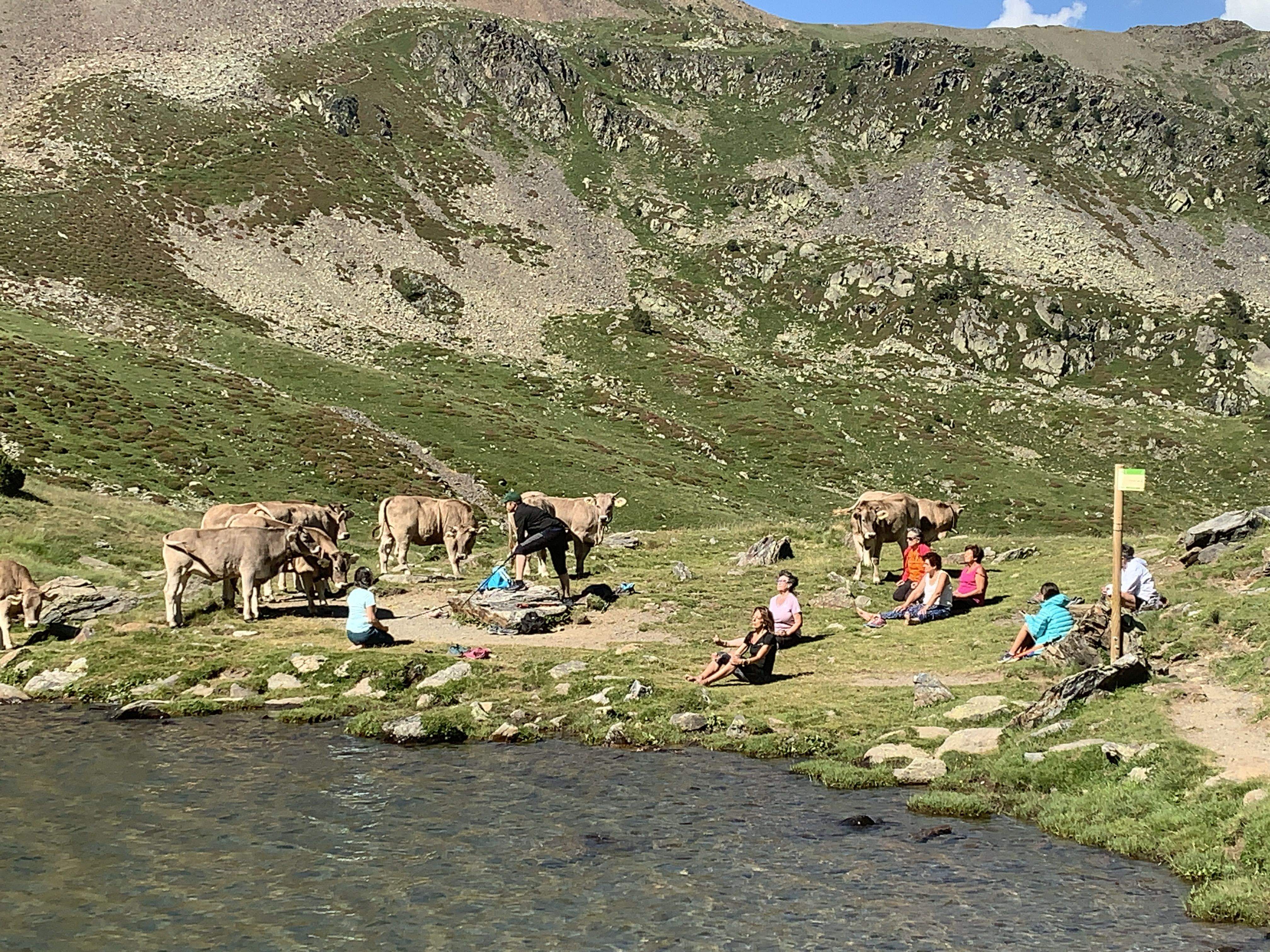 Visitants i bestiar de renda a tocar l'estany de l'Estanyó, a la vall de Sorteny.