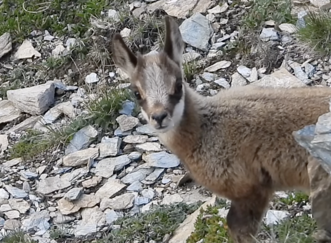 Un cabrit d'isard vist pels banders aquest estiu. Un cabrit d'isard vist pels banders aquest estiu.