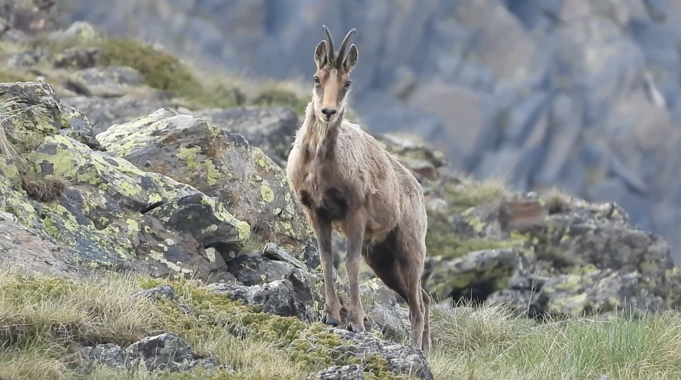 Imatge d'un isard captat pels Banders aquests dies.
