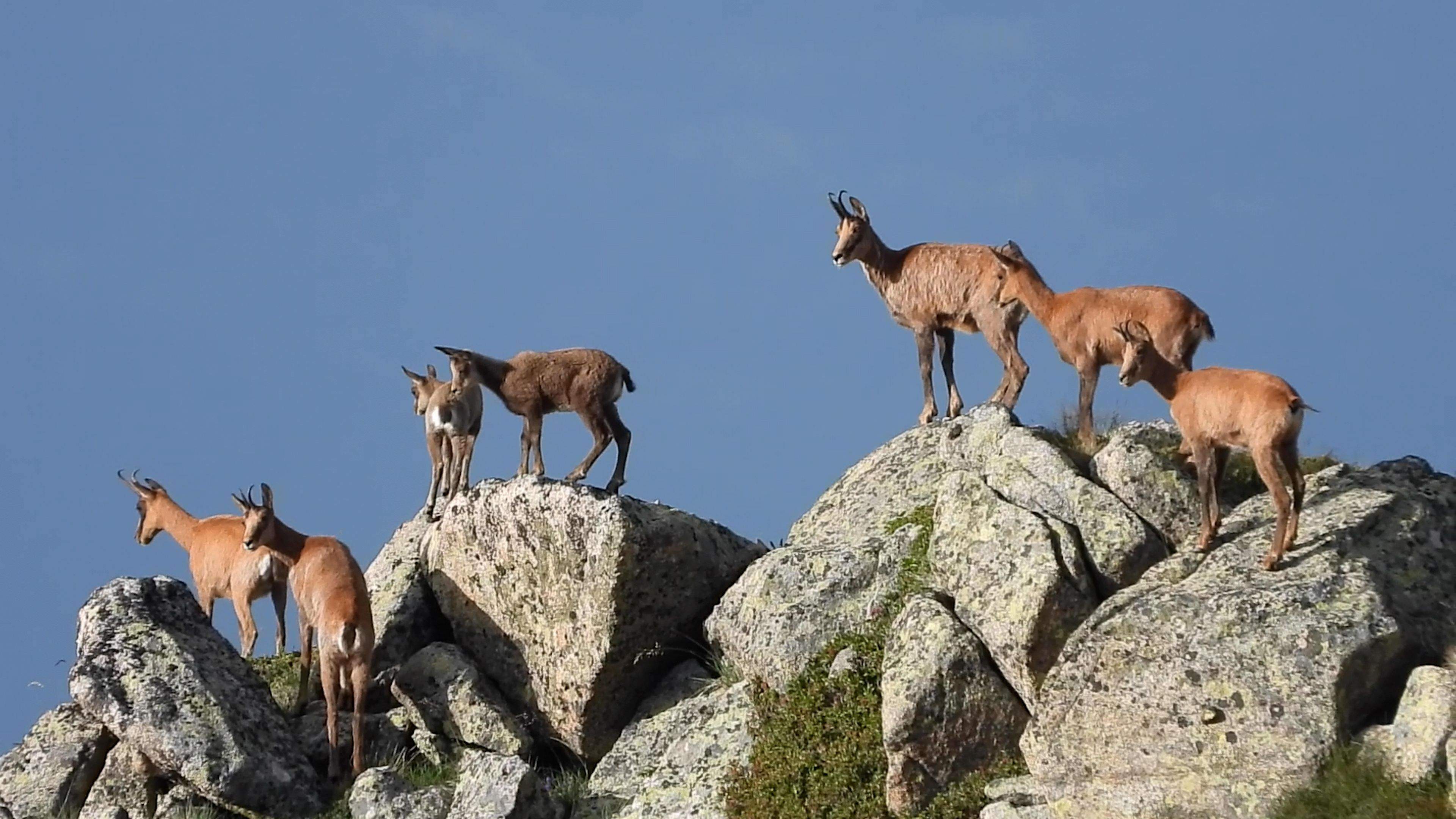 87 STILL RECOMPTE ISARDS 2023 COM