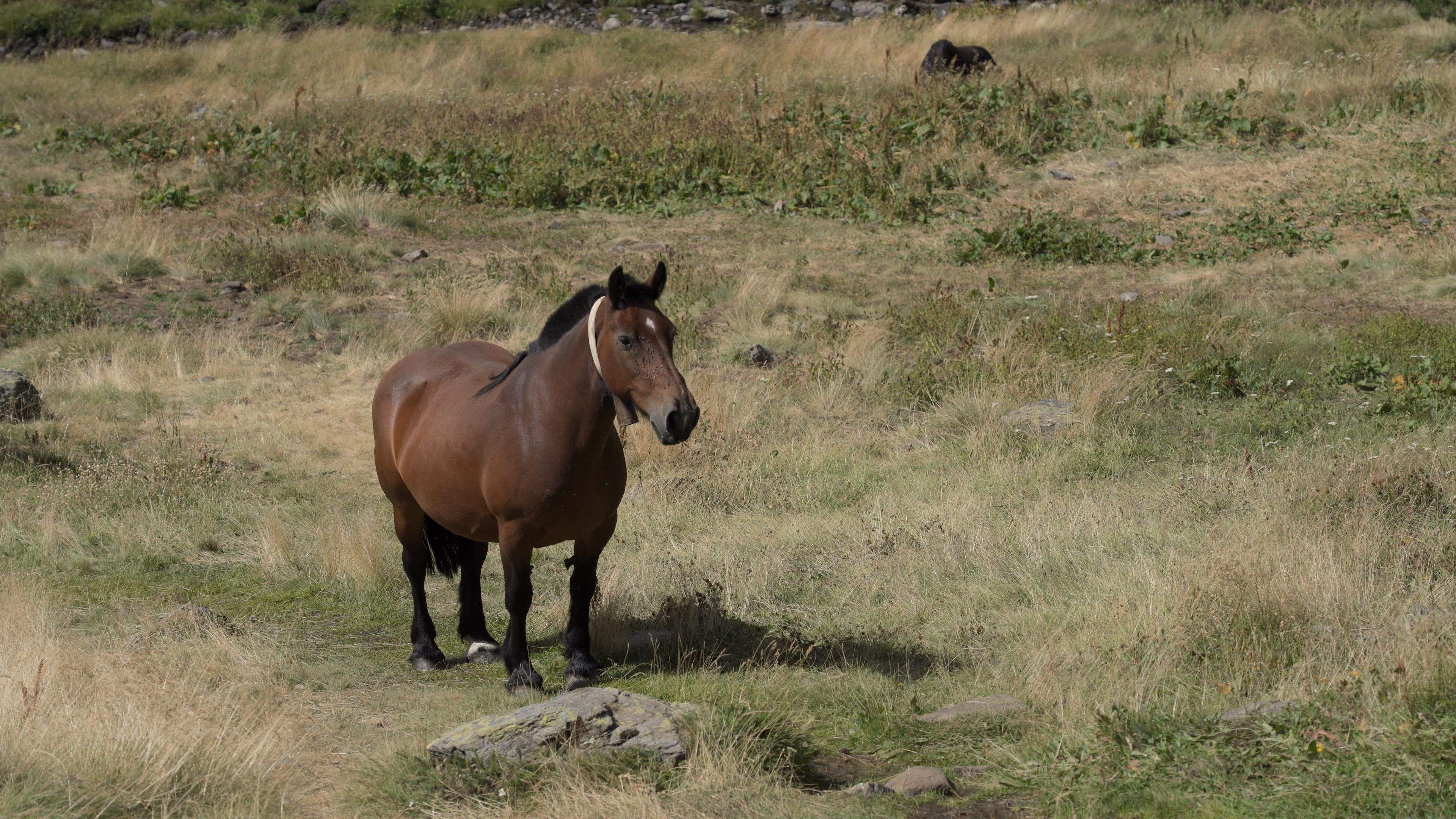 Un exemplar equí a la Vall de Rialb.