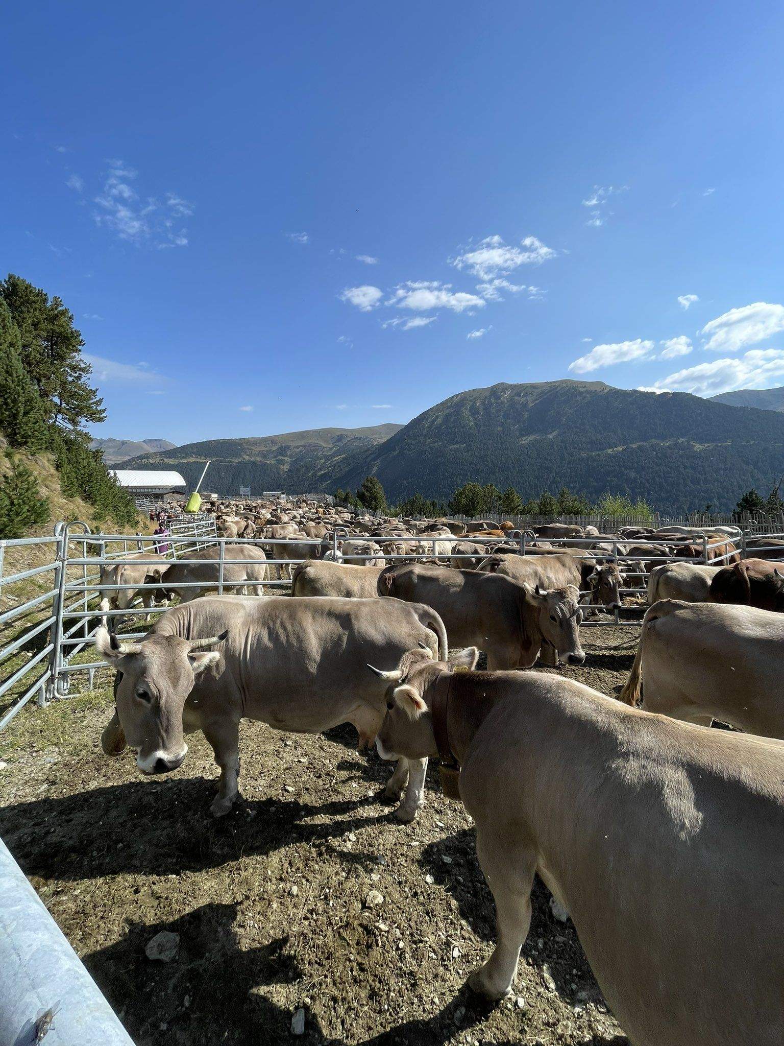 Vaques de la cabana de Canillo que han estat vacunades.