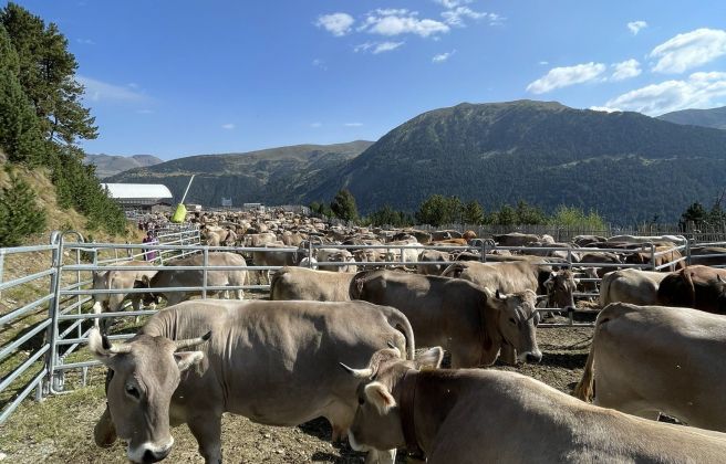 Canillo fa el sanejament a 220 caps de bestiar boví - Altaveu el diari ...