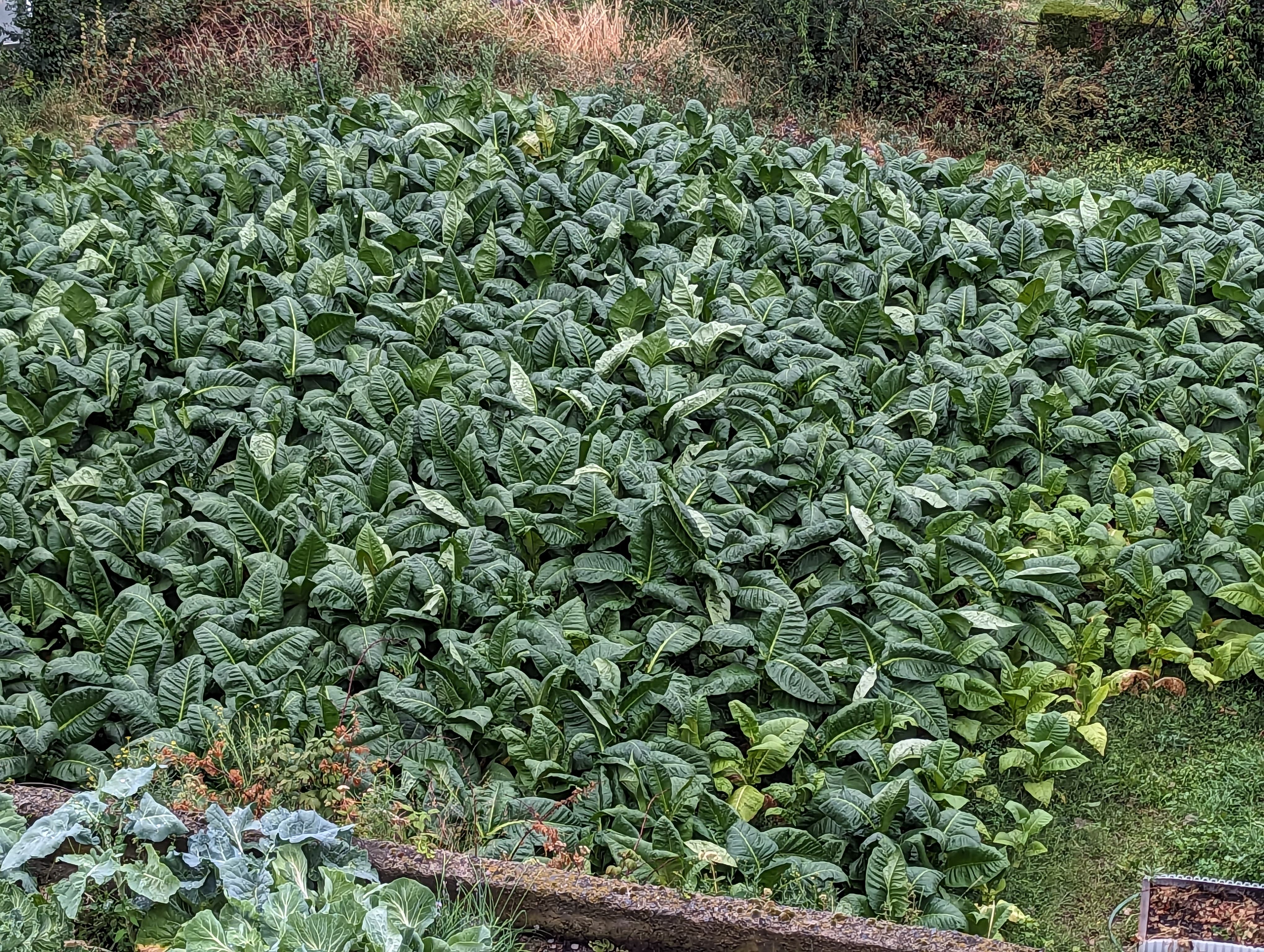 Un camp de tabac a Encamp aquesta tarda, després de la tempesta.