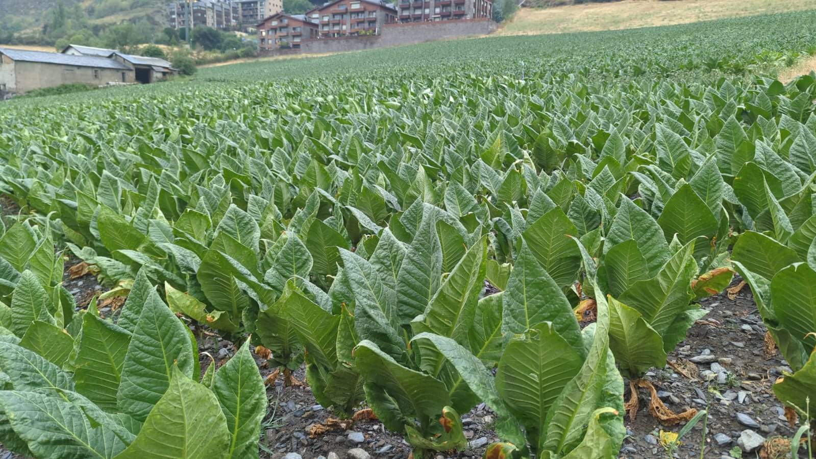 Un camp de tabac la collita del 2023 a Encamp.