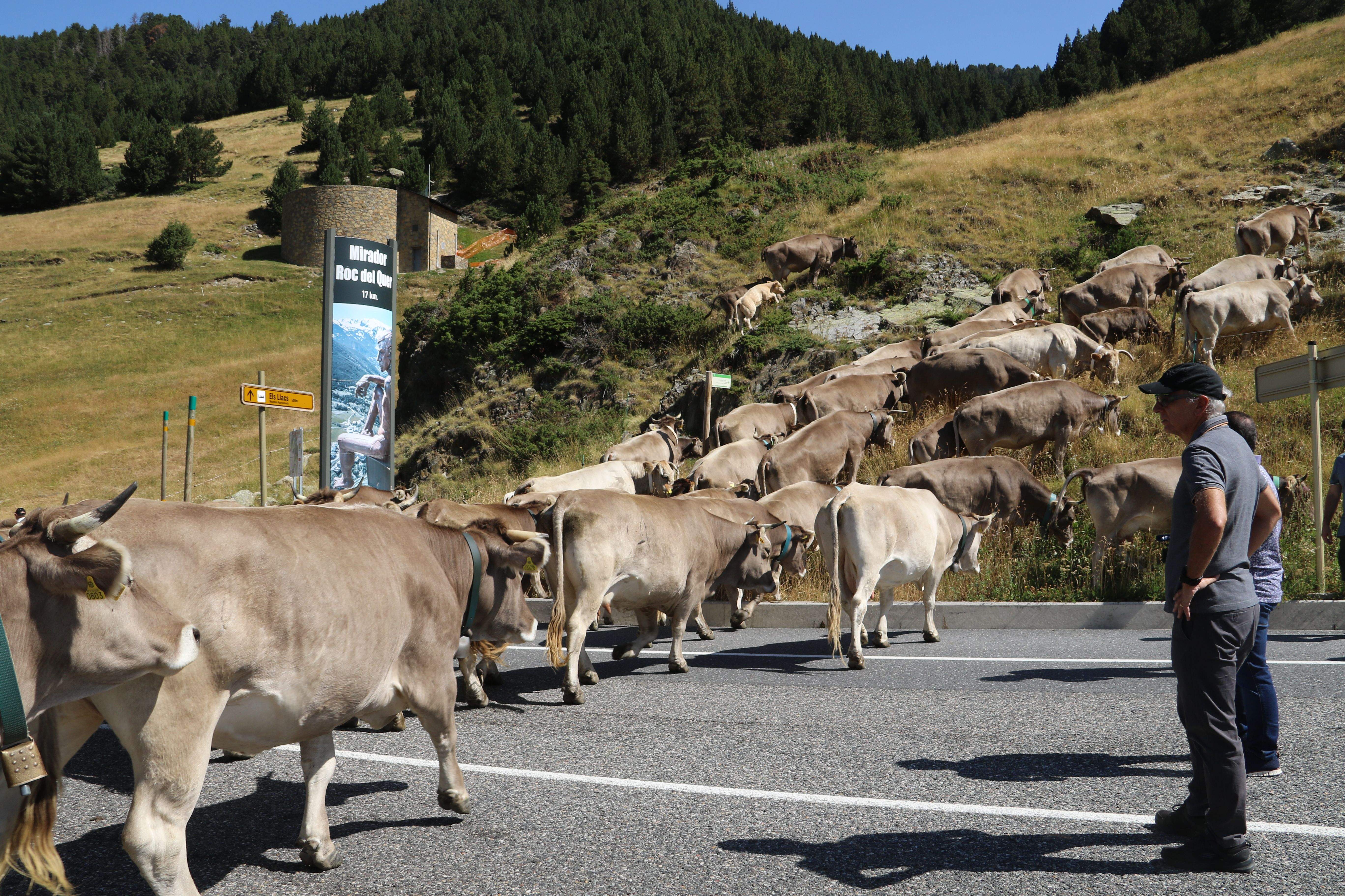 Els cònsols observant el pas de la vacada.