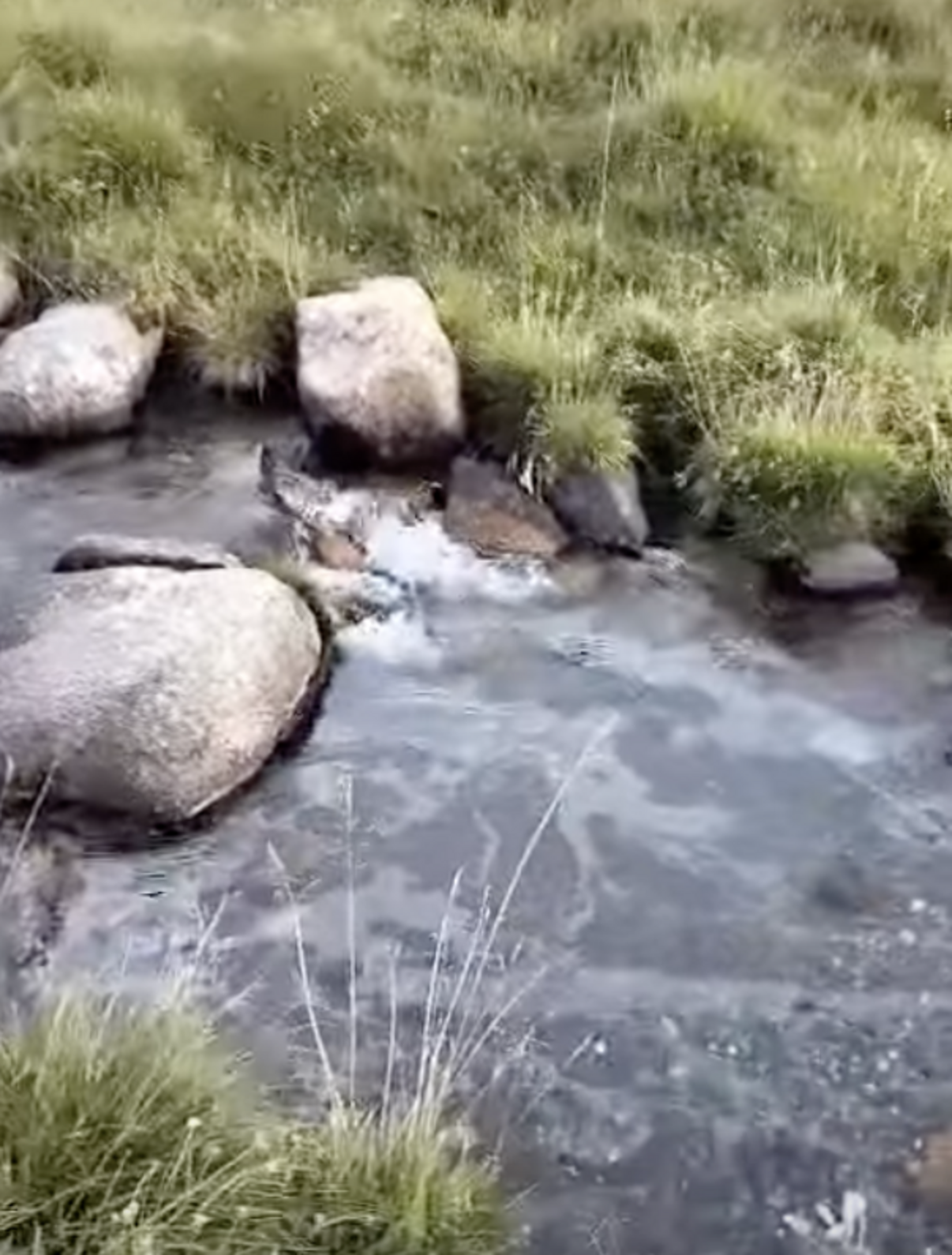 Efectes de la presència de combustible al rierol.