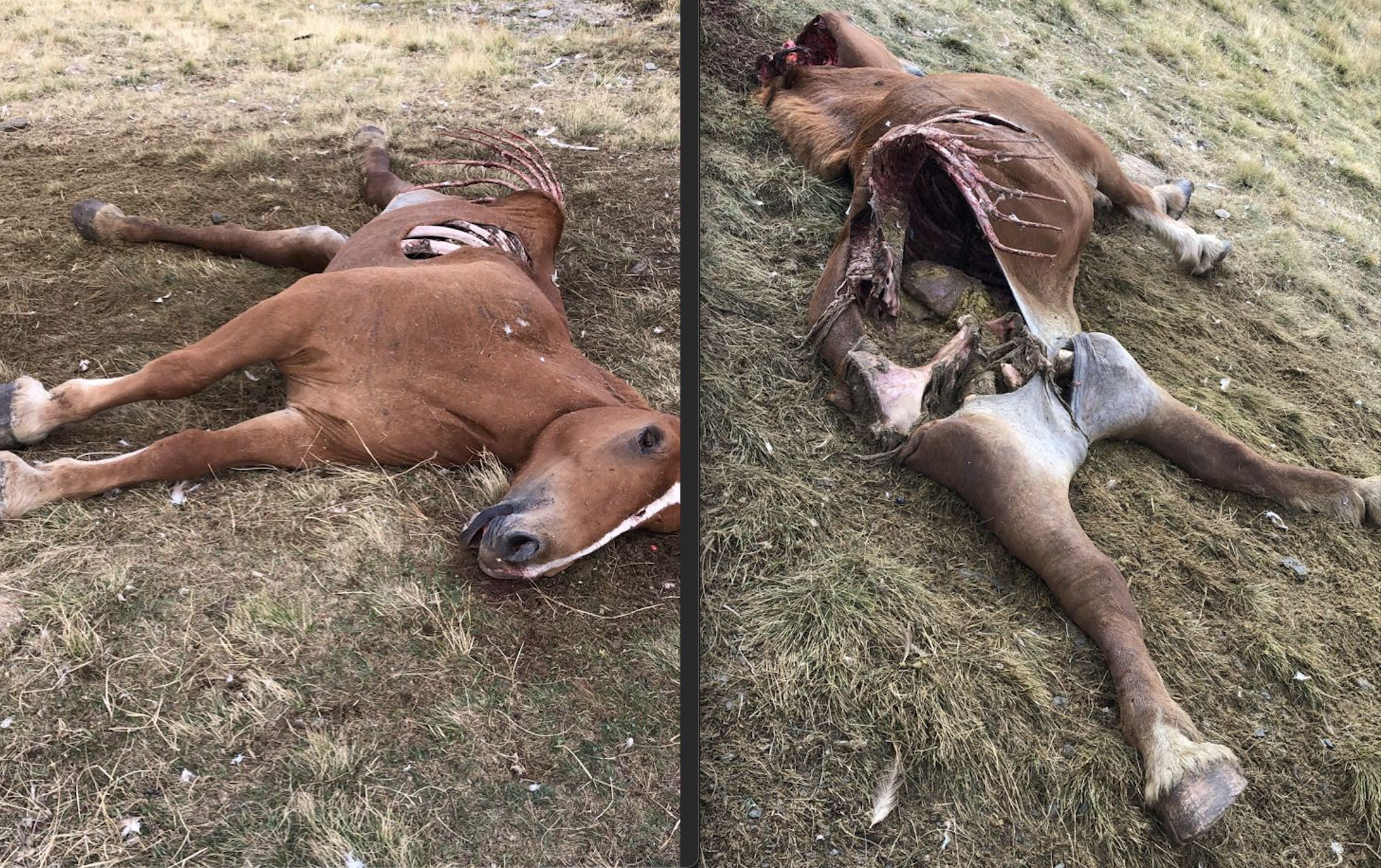 Dues imatges d'una de les eugues.