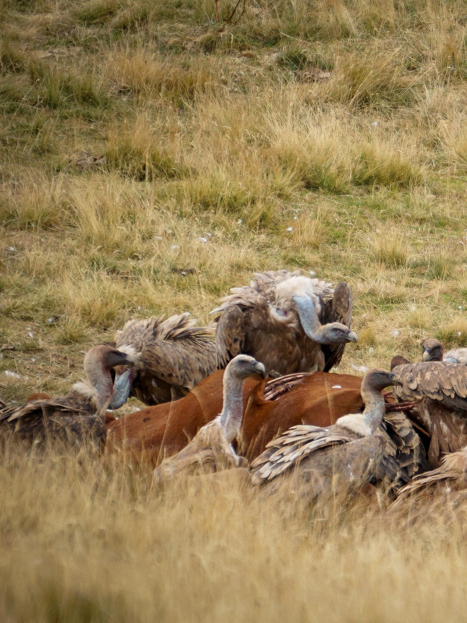 VOLTORS ATIPANT-SE AMB LES RESTES D'UNA DE LES EUGUES ESBALÇADES.
