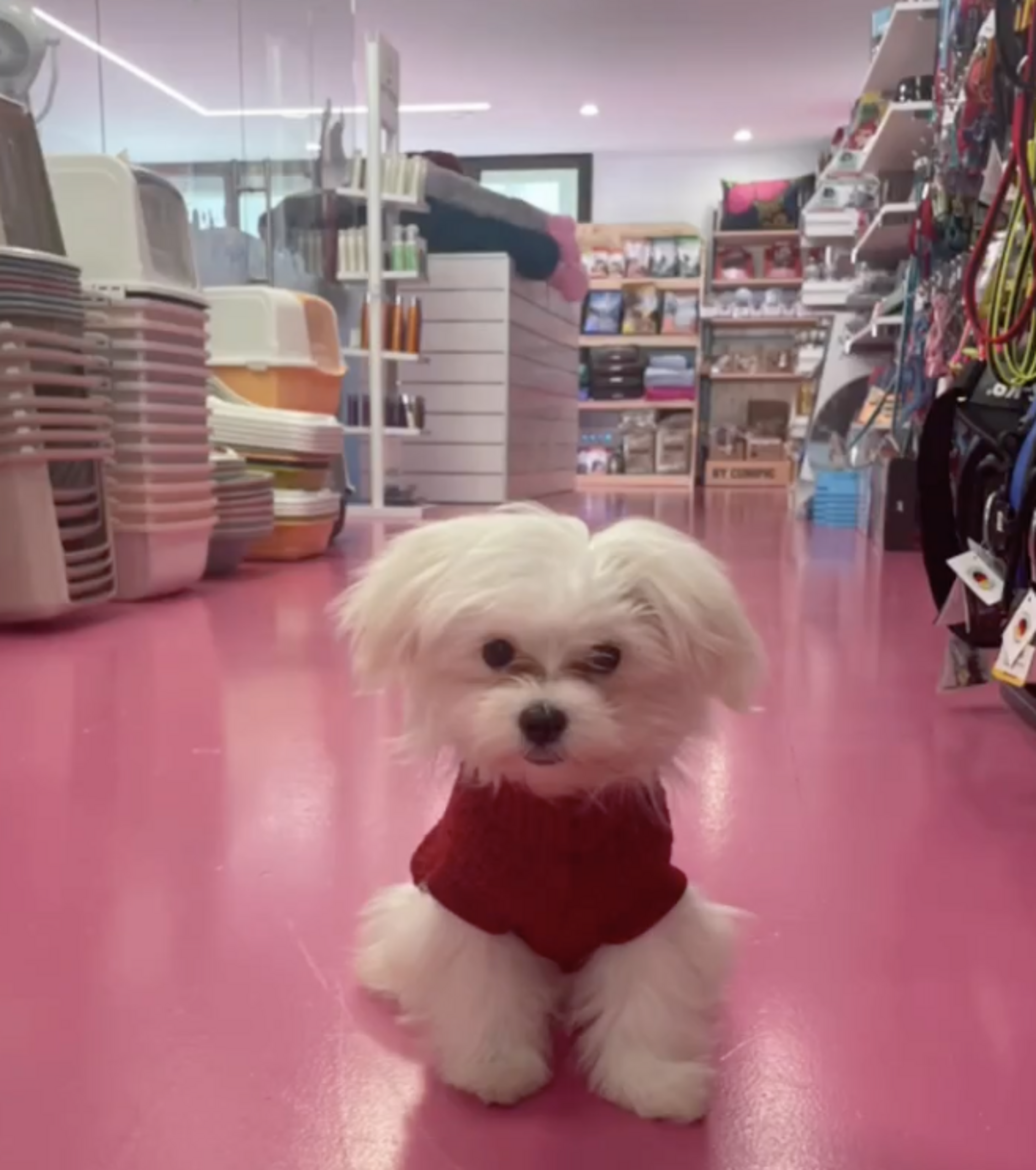 Un gosset en l'establiment que ha estat escorcollat.