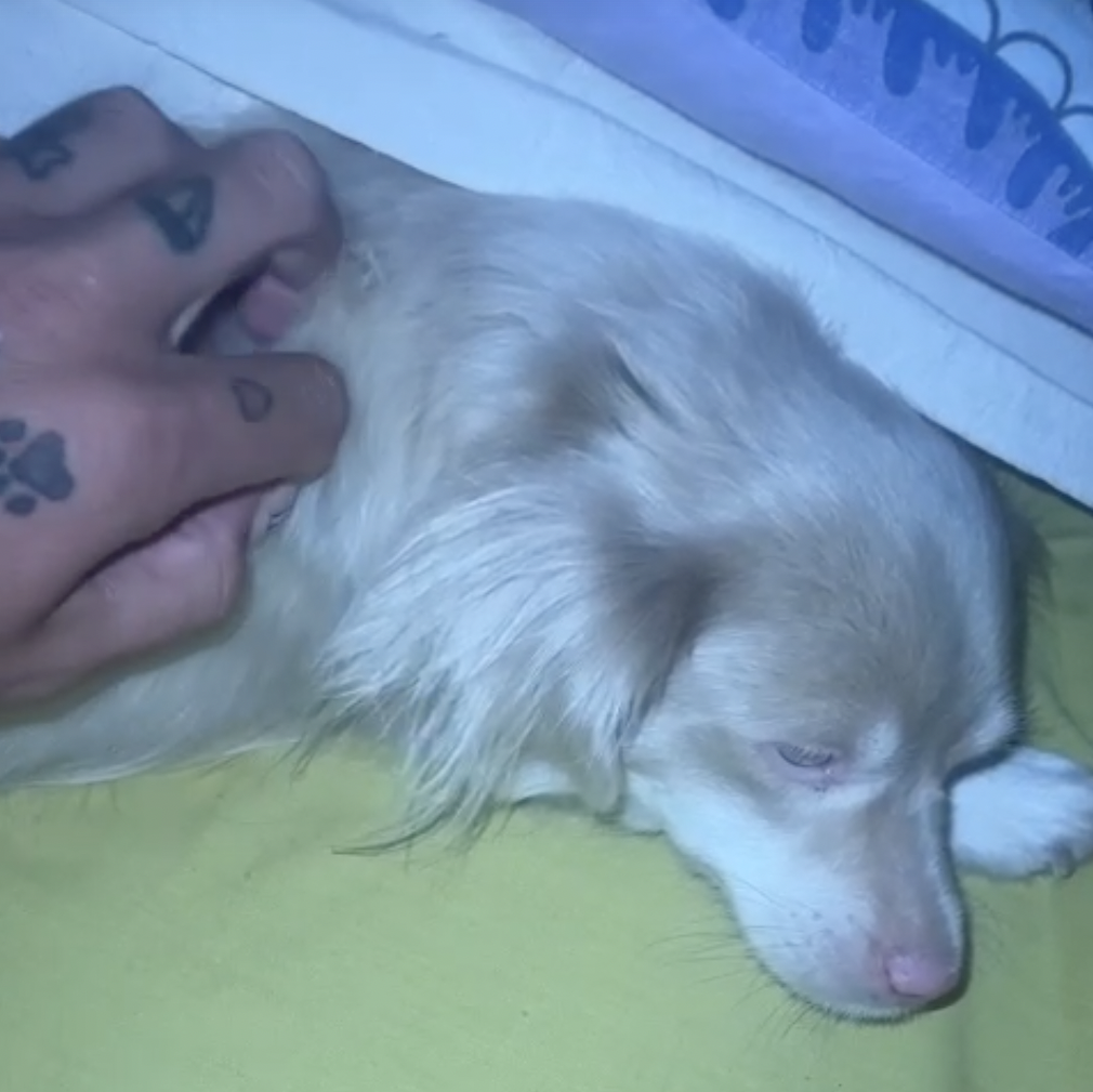 UNA IMATGE DE LA GOSSA CANELA AQUESTA TARDA.